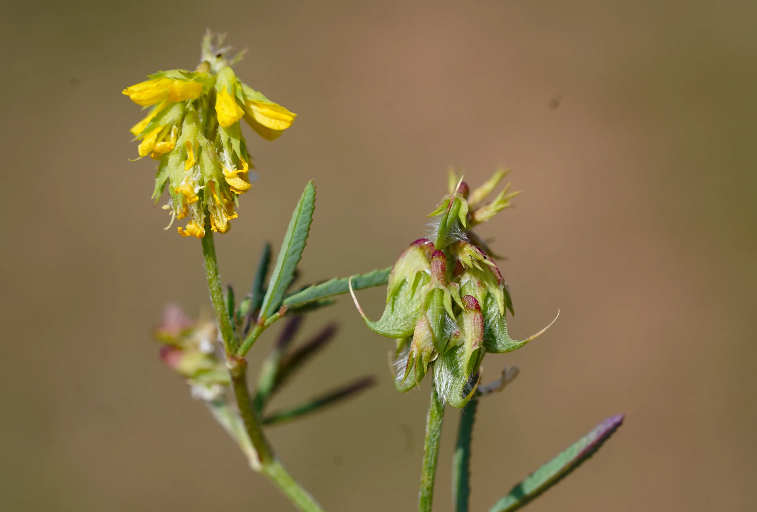 Trigonella spicata