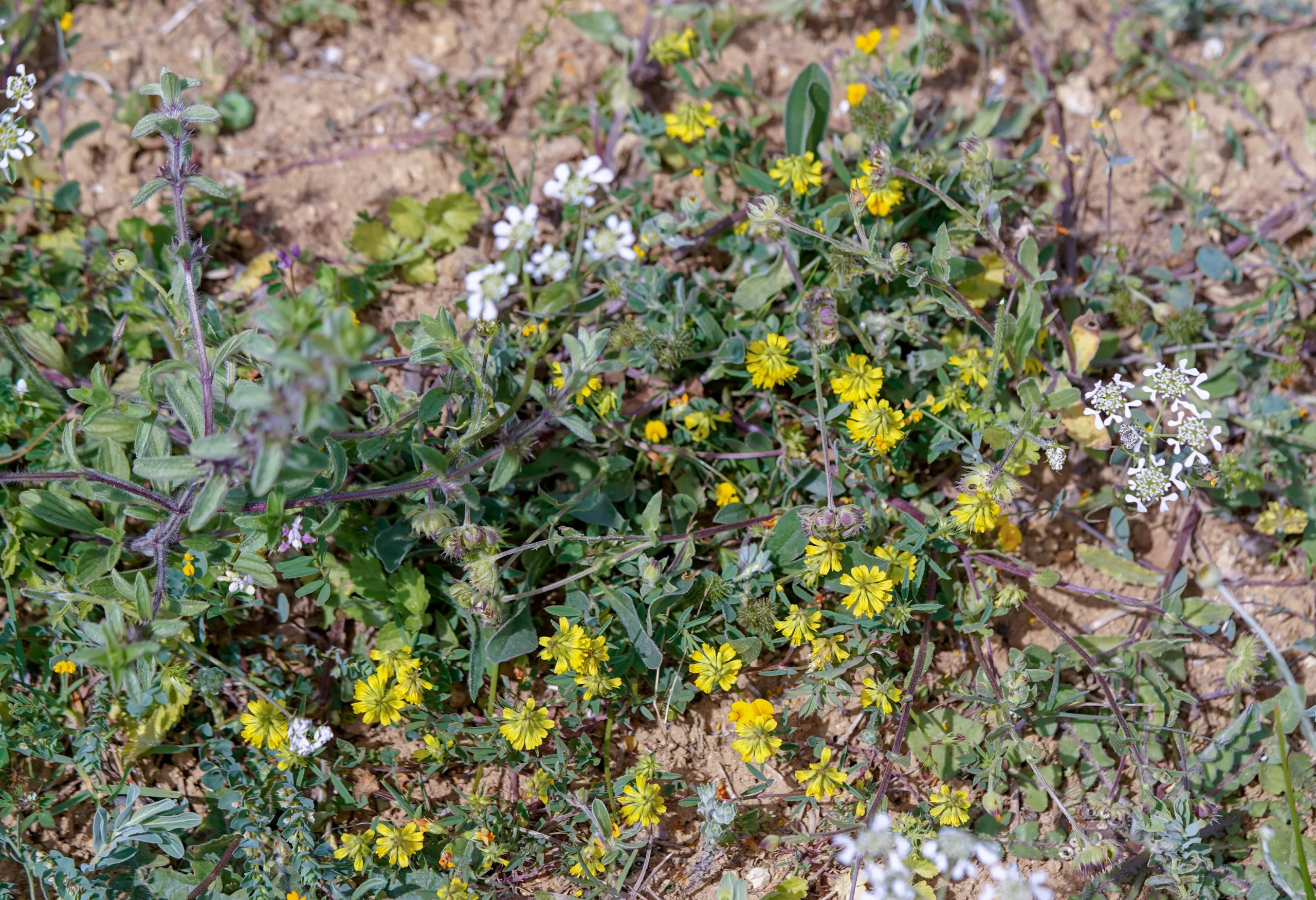 Trigonella spicata