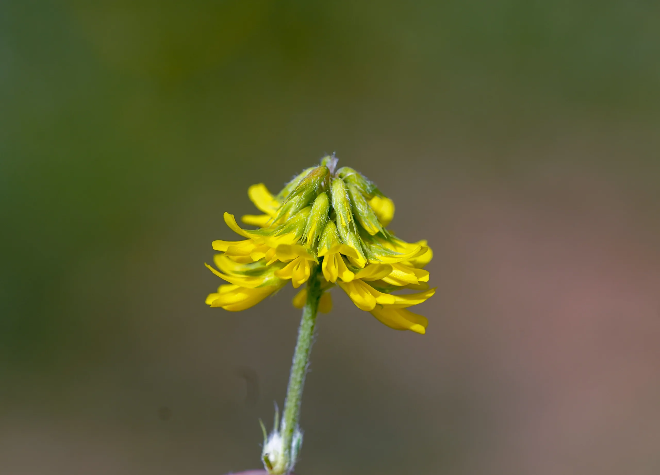 Trigonella (Çemenotu)