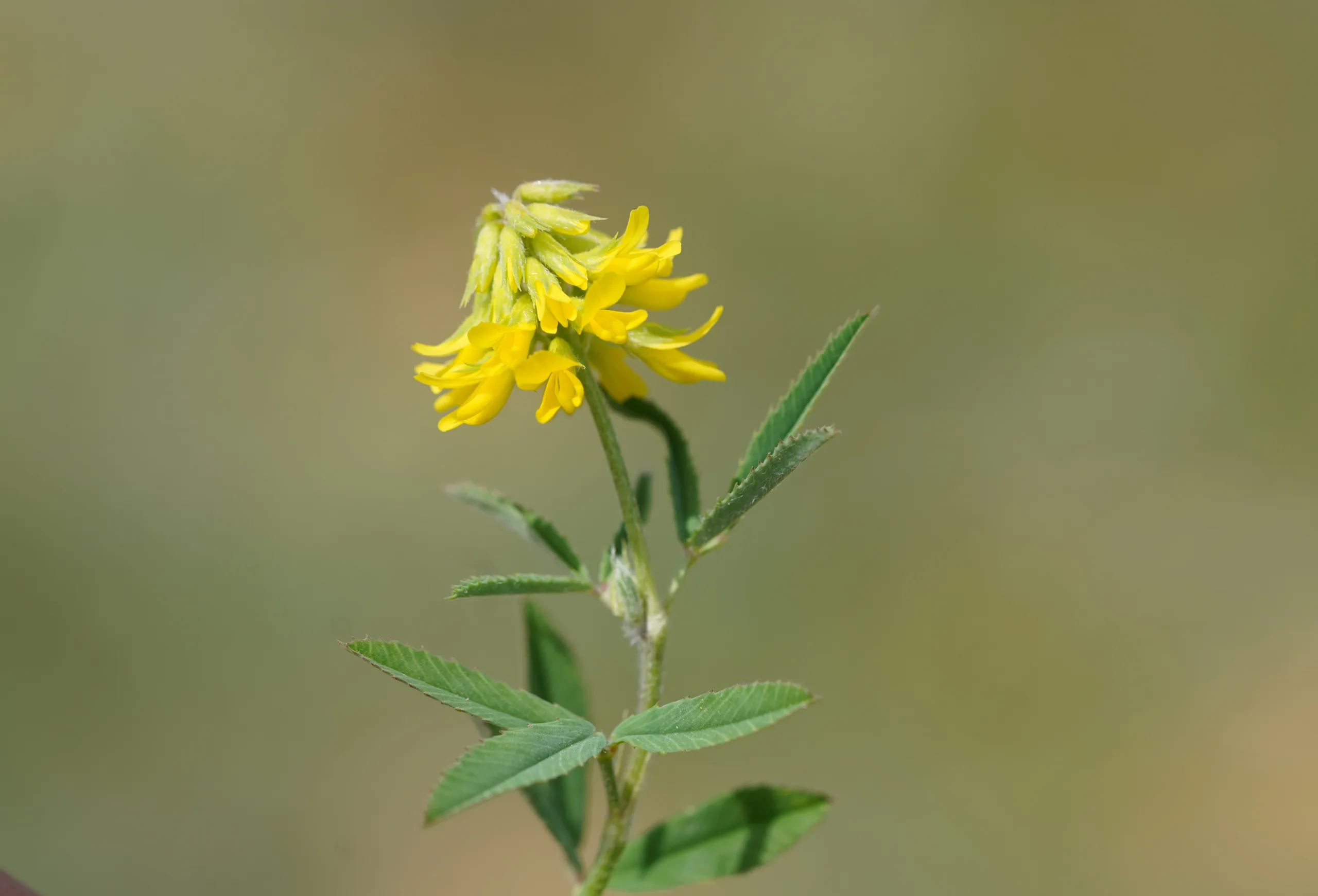 Trigonella spicata