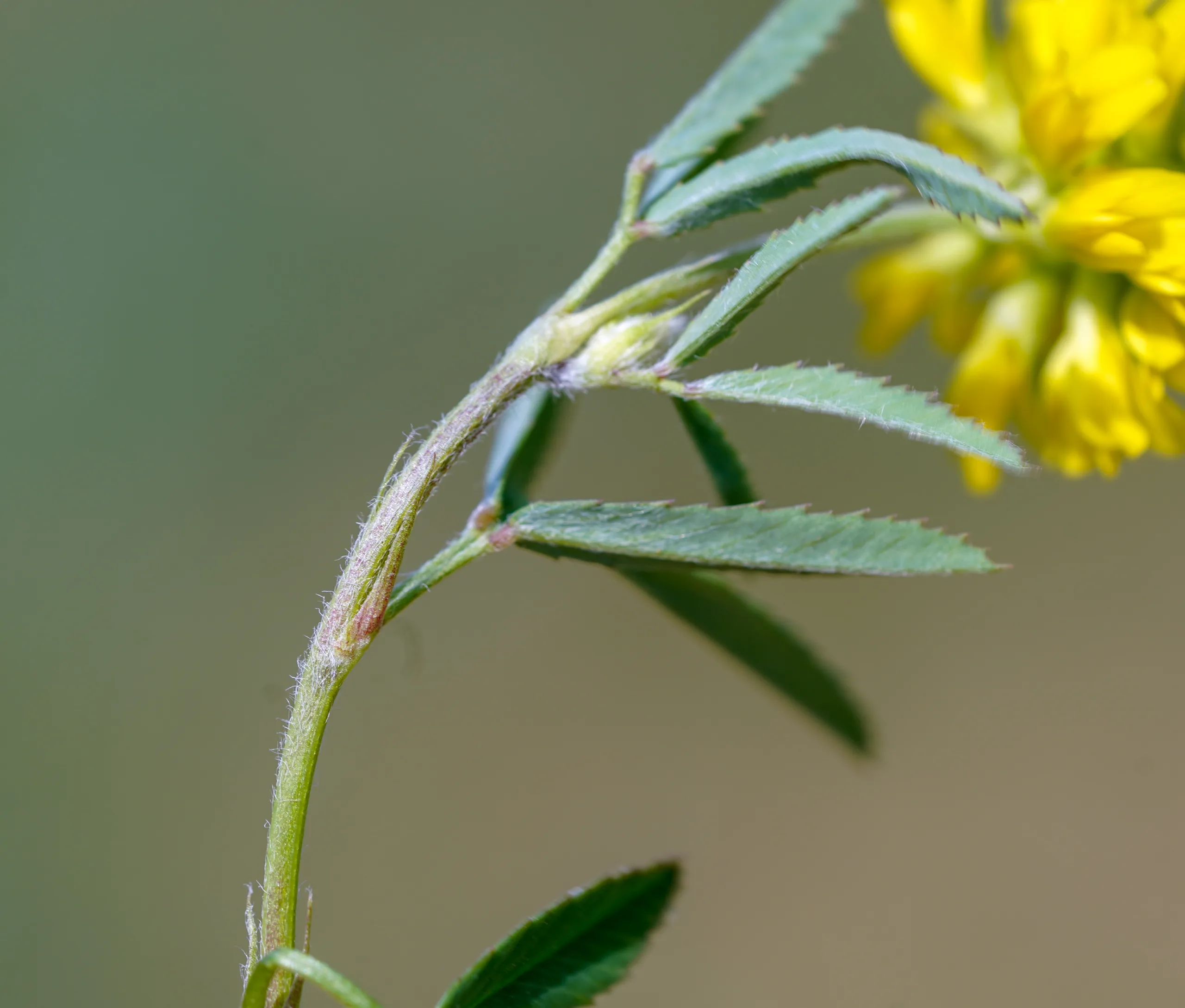 Trigonella spicata