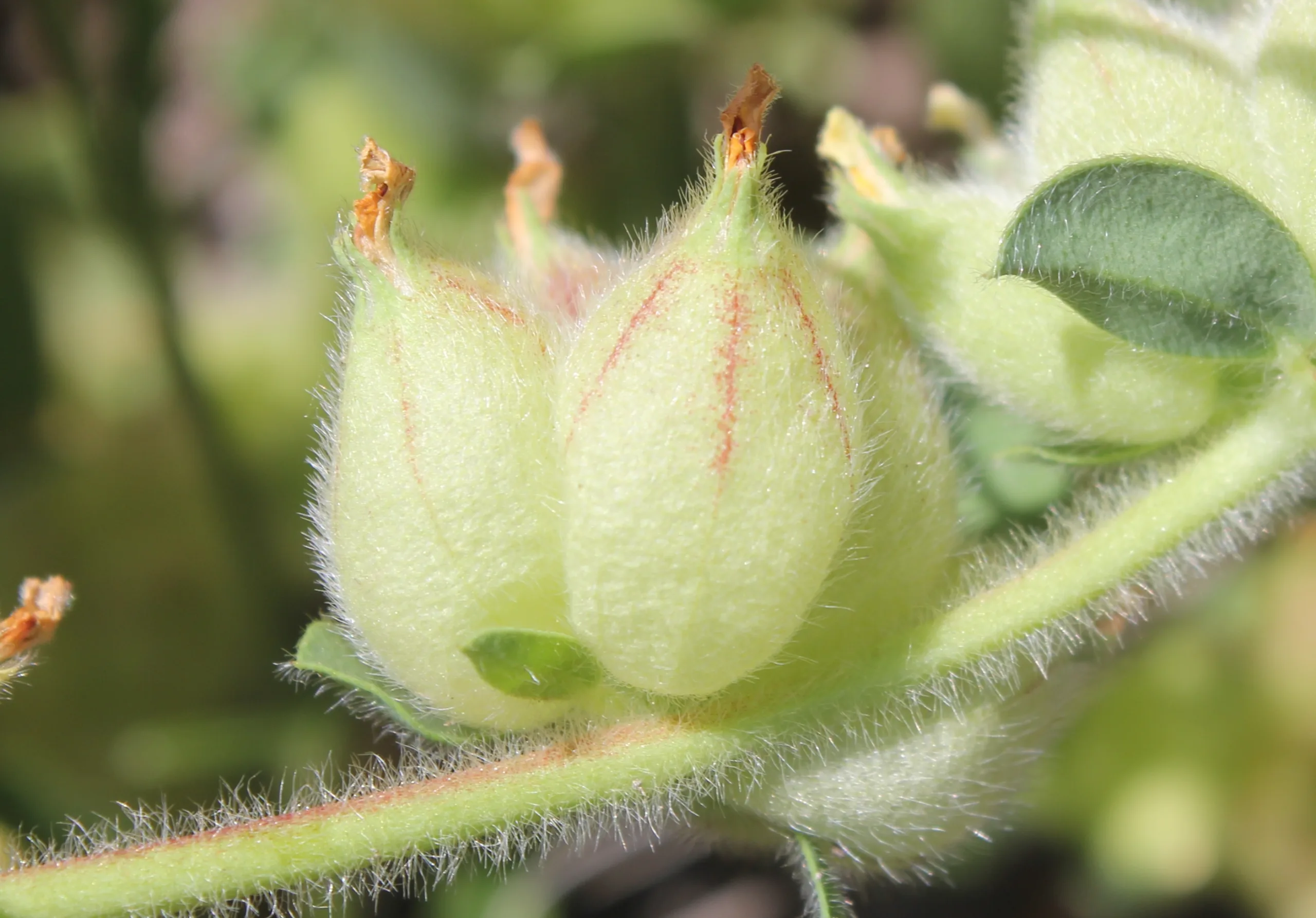 Tripodion tetraphyllum