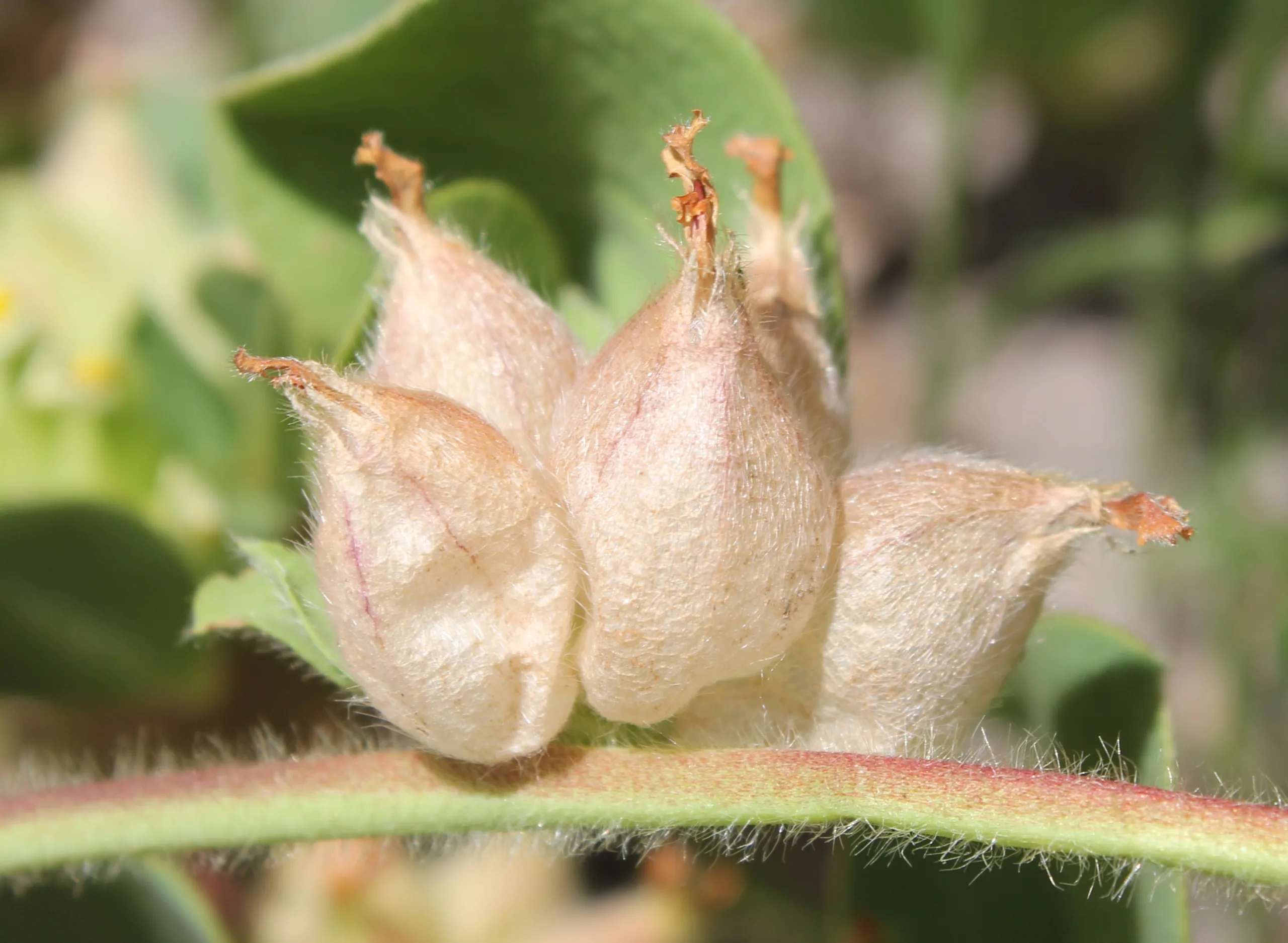 Tripodion tetraphyllum