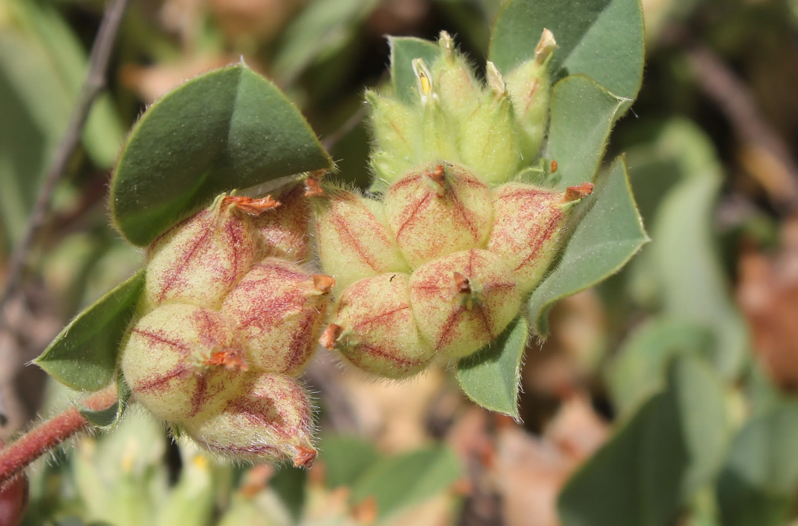 Tripodion tetraphyllum