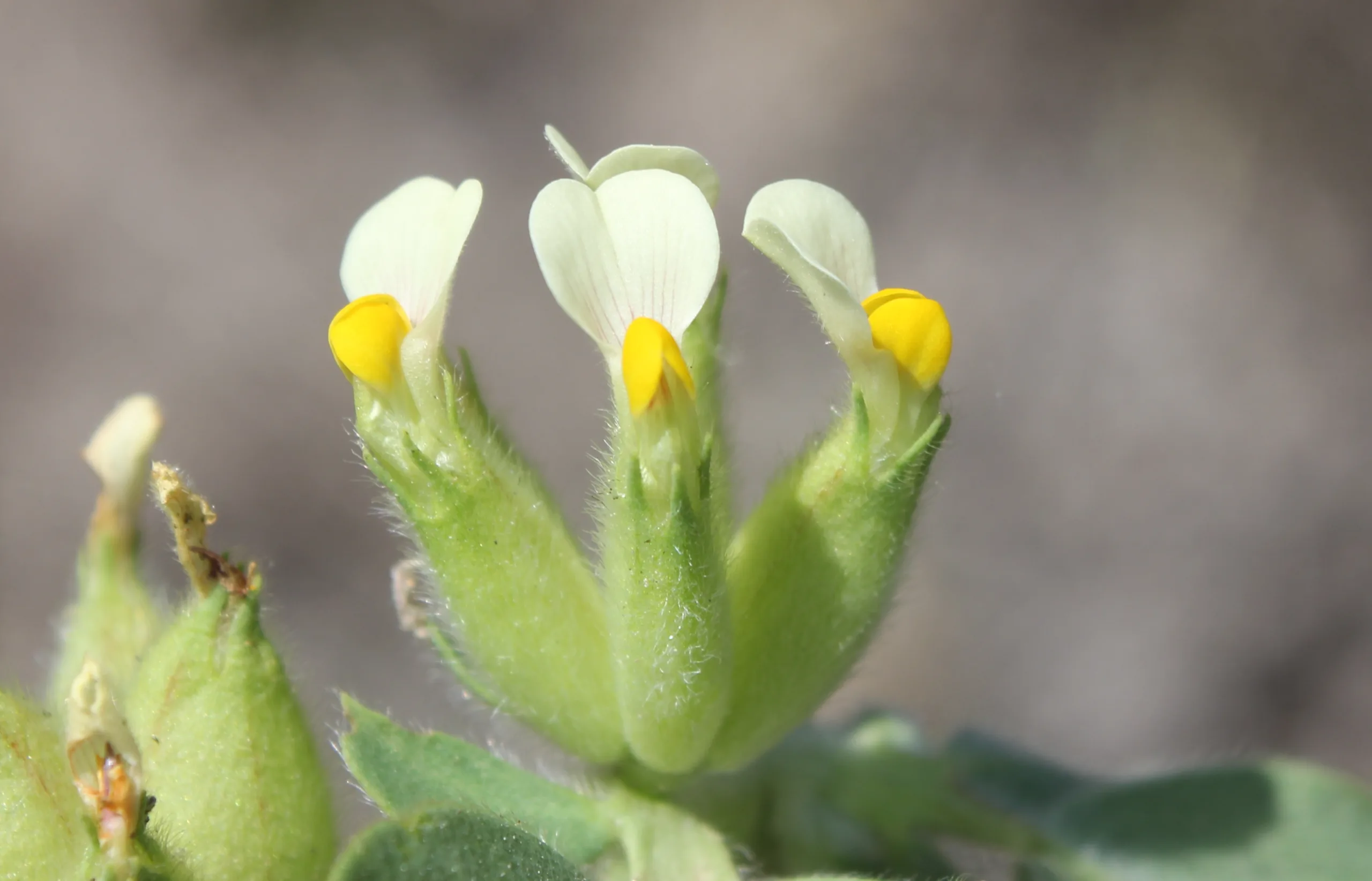 Tripodion tetraphyllum