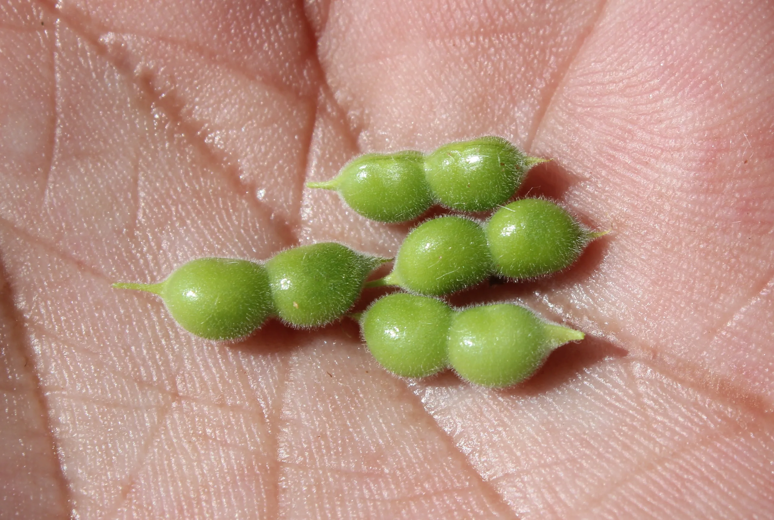 Tripodion tetraphyllum