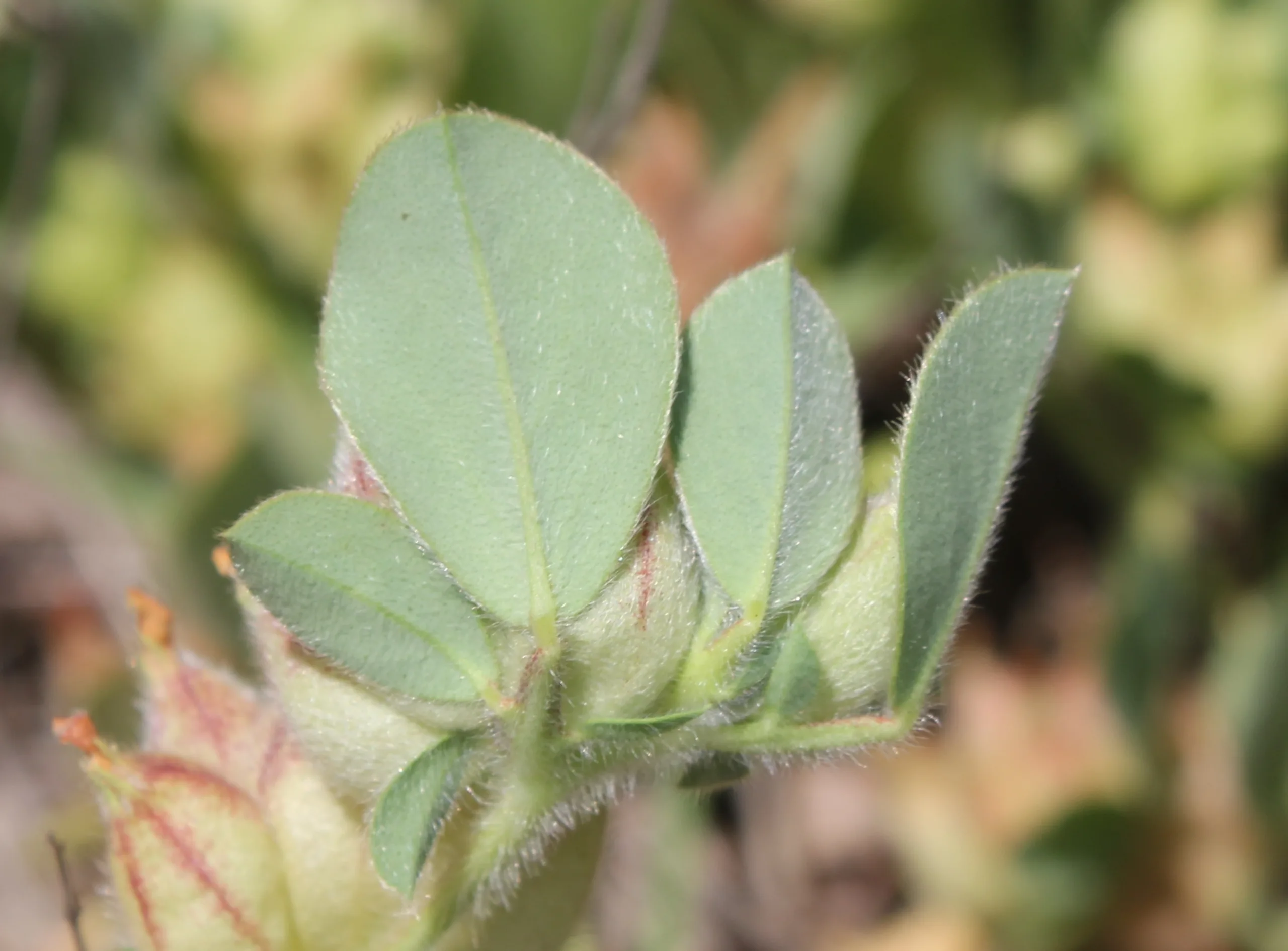 Tripodion tetraphyllum