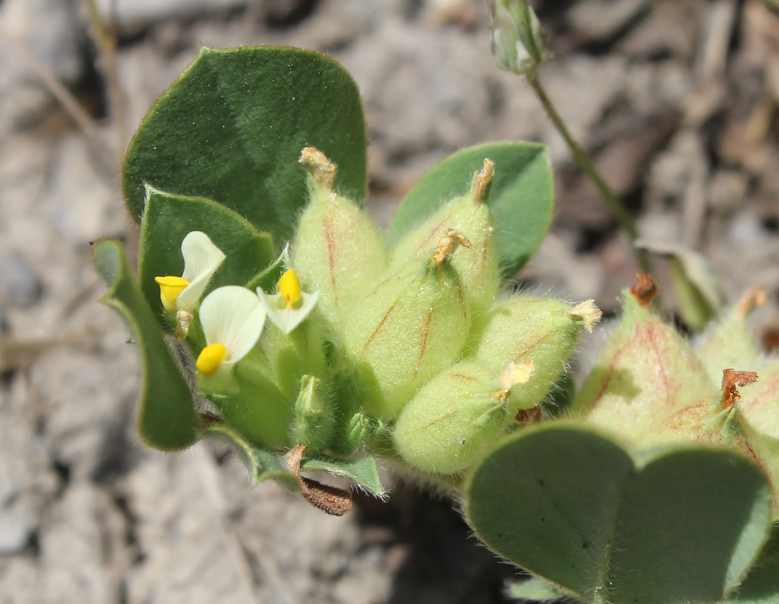 Tripodion tetraphyllum