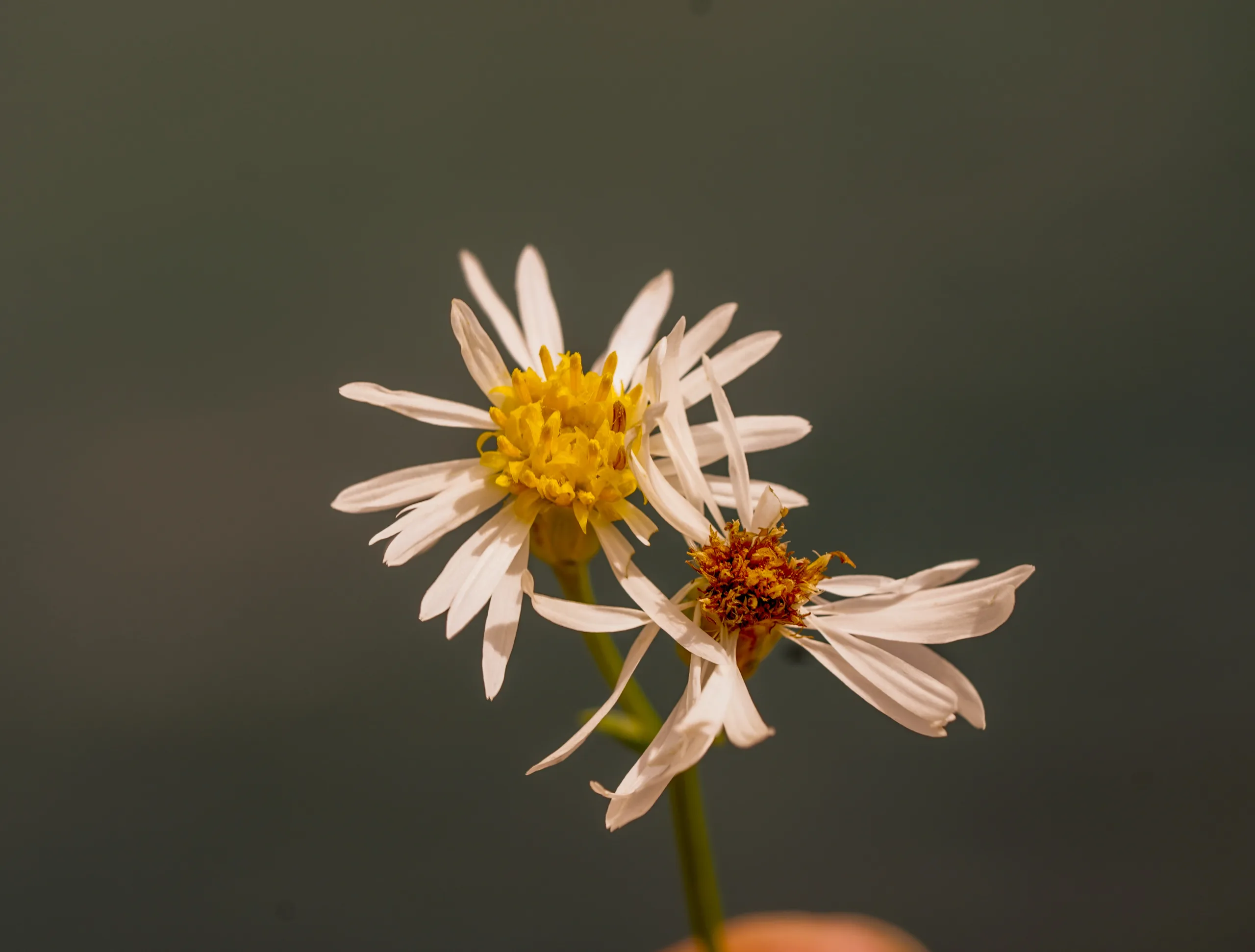 Tripolium pannonicum