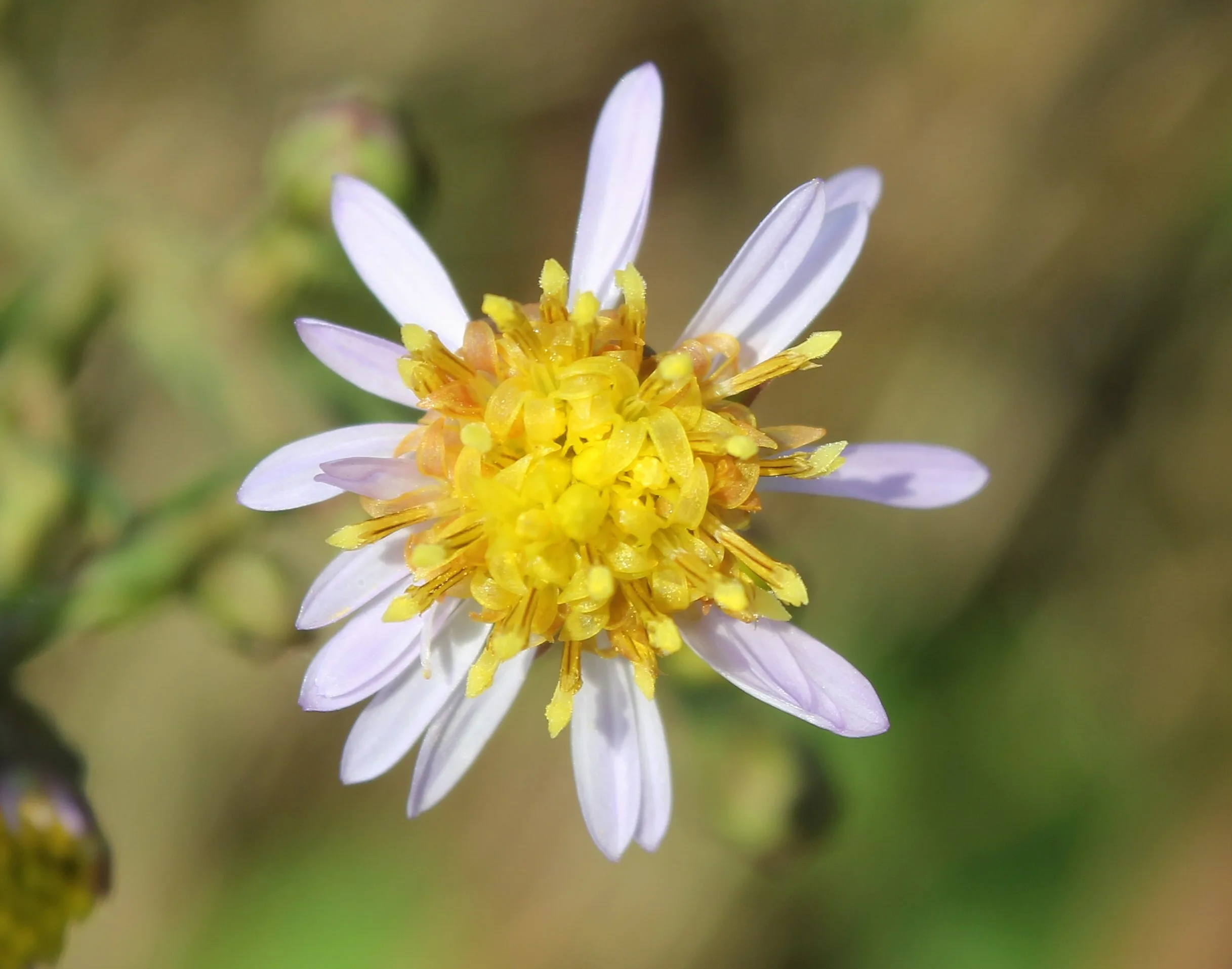 Tripolium pannonicum