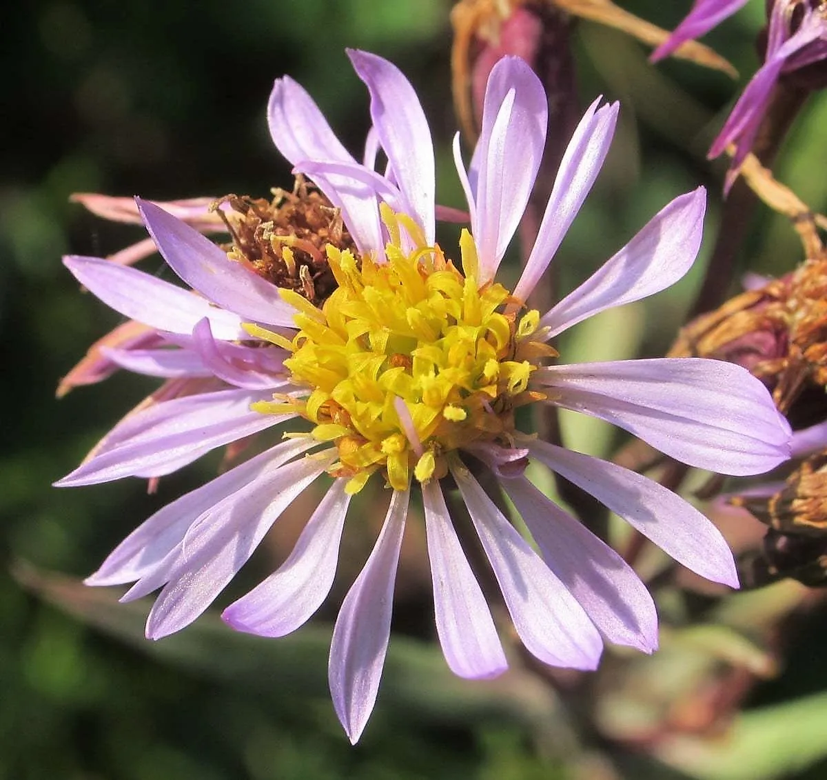 Tripolium (Bataklıkpapatyası)