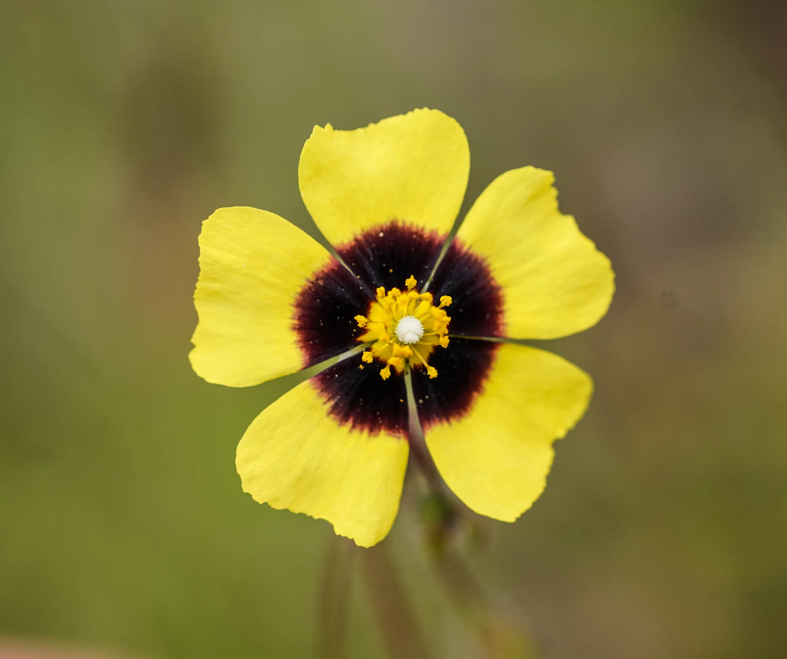 Tuberaria (Karagözgülü)