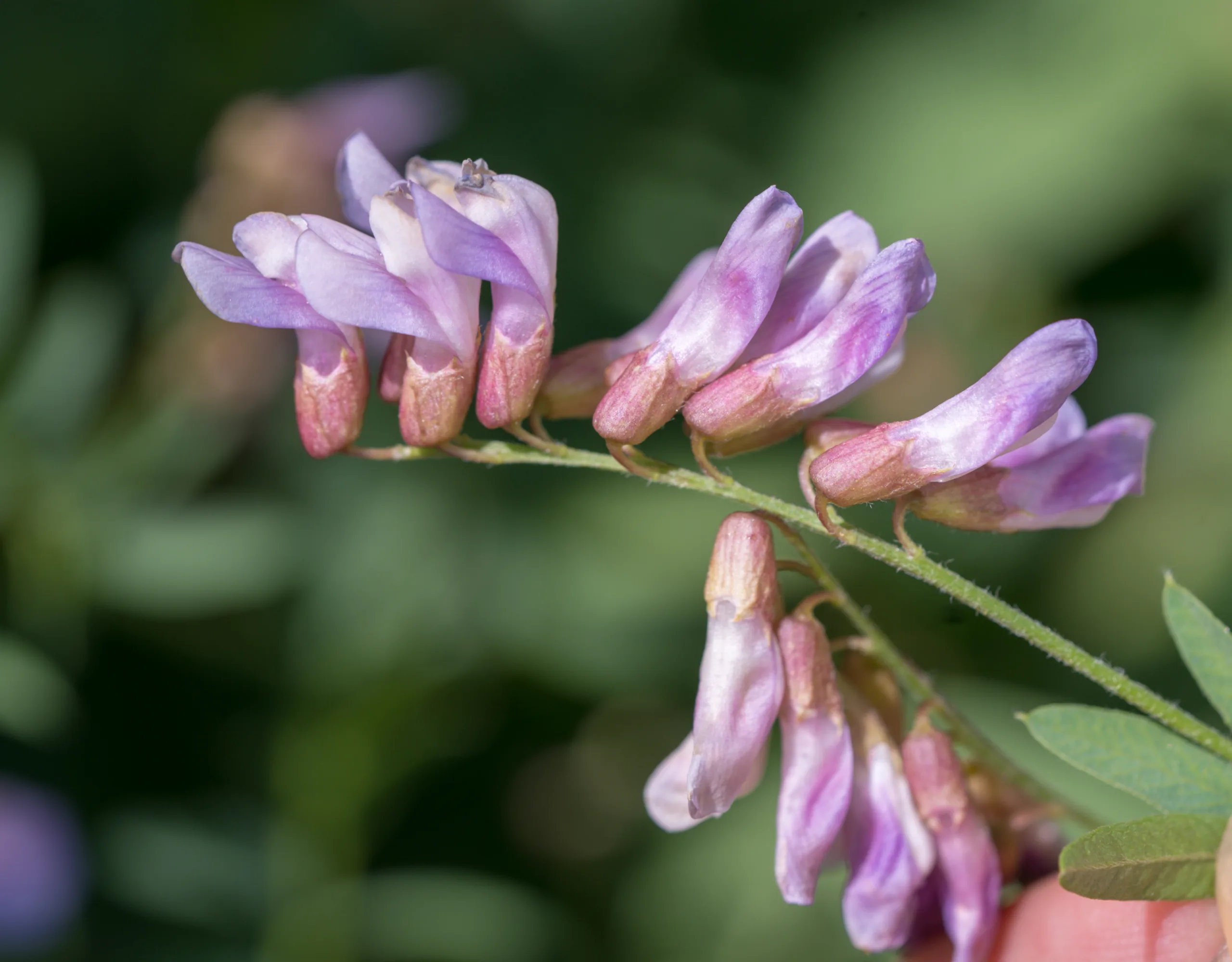 Vicia cassubica
