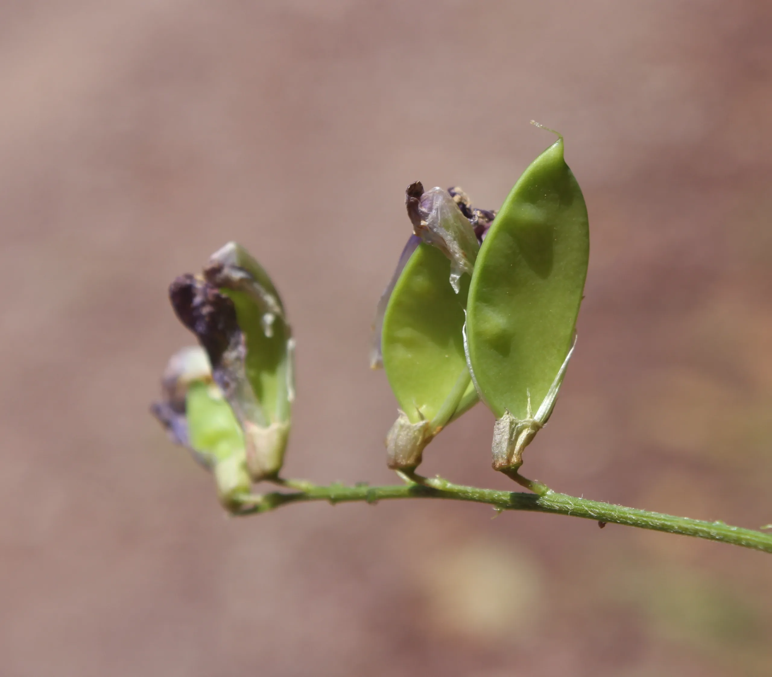 Vicia cassubica