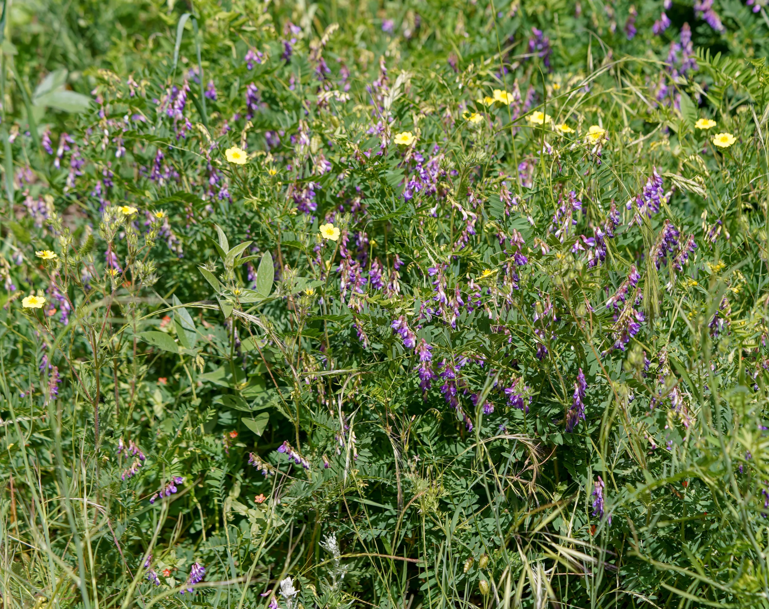 Vicia cassubica