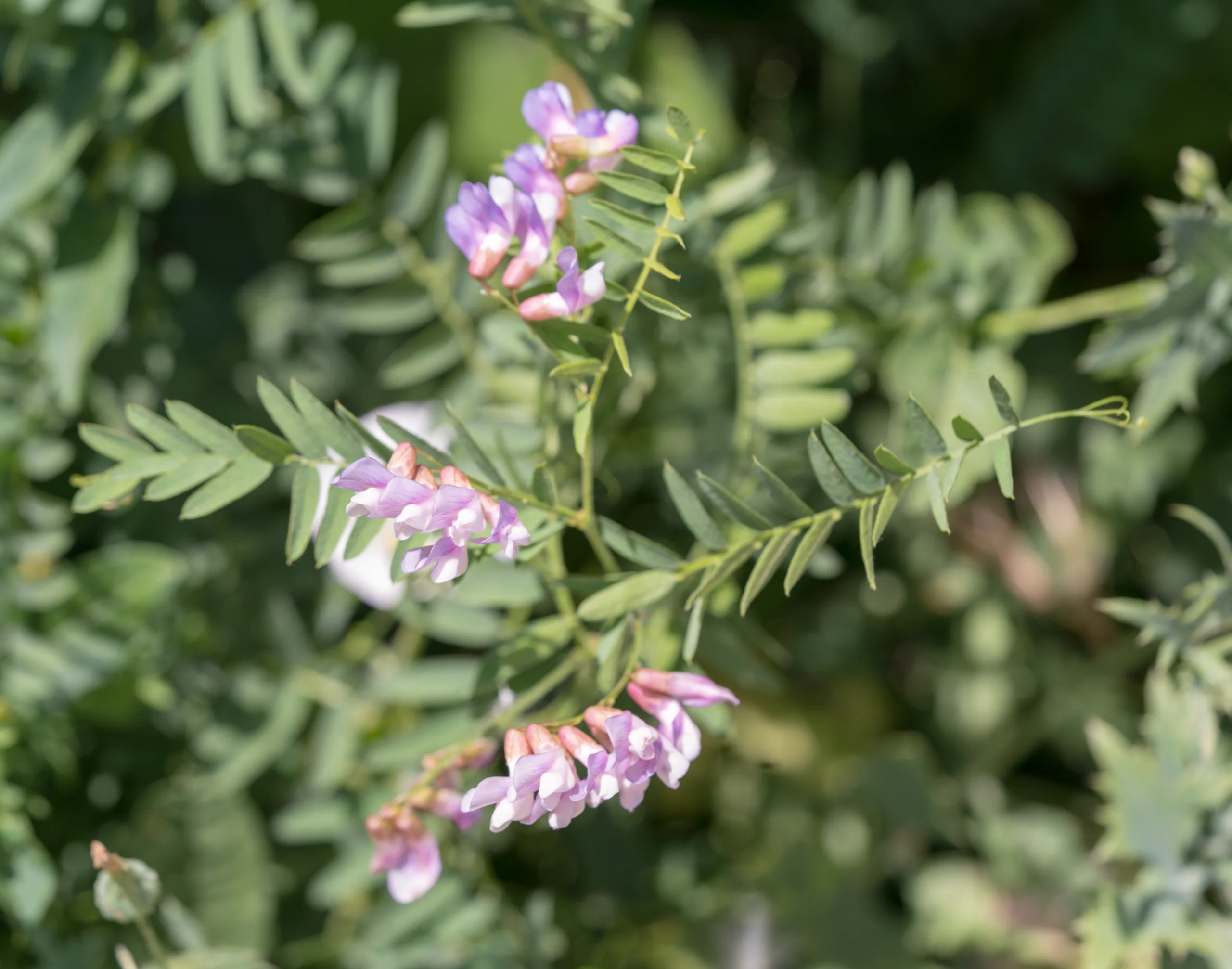 Vicia cassubica