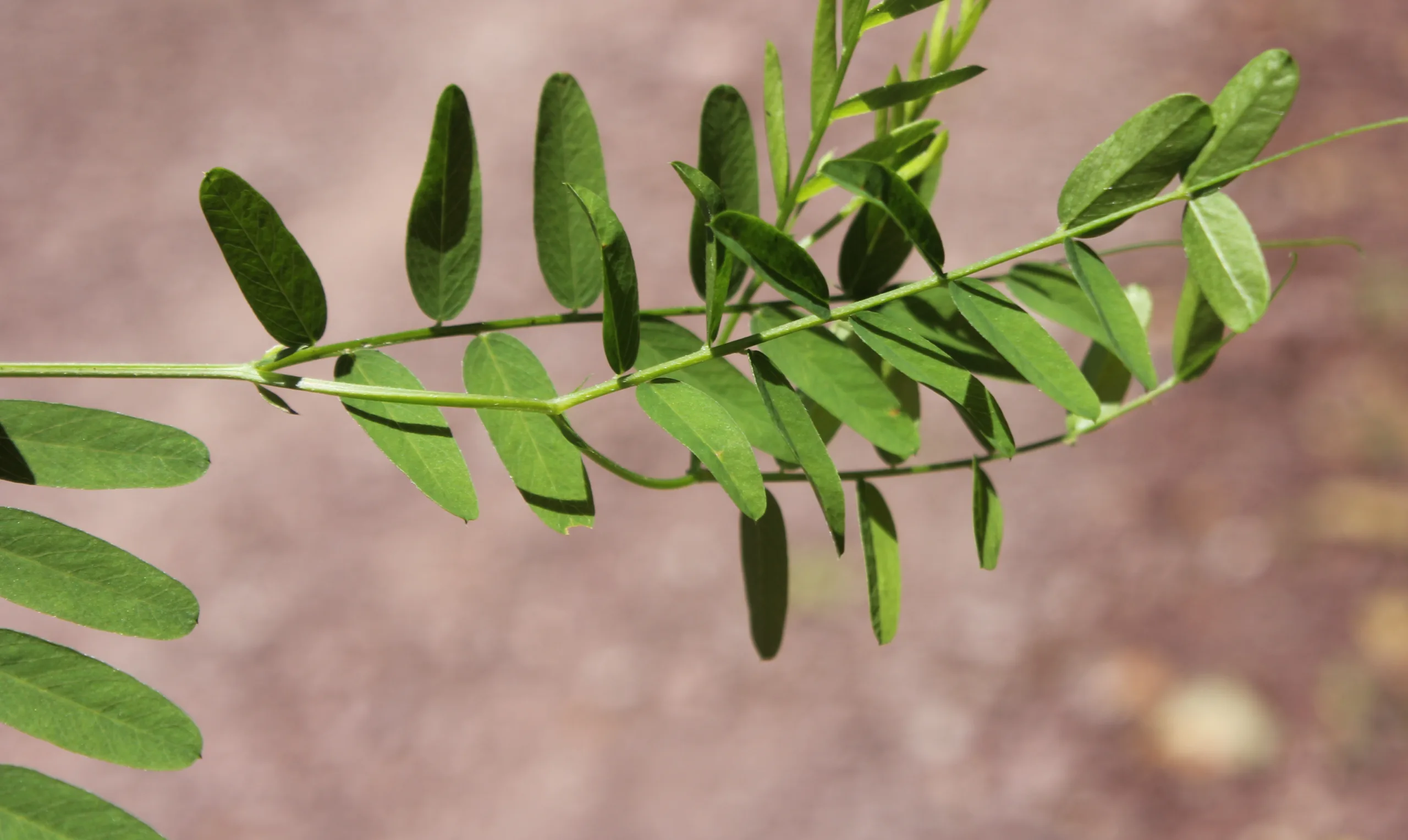 Vicia cassubica