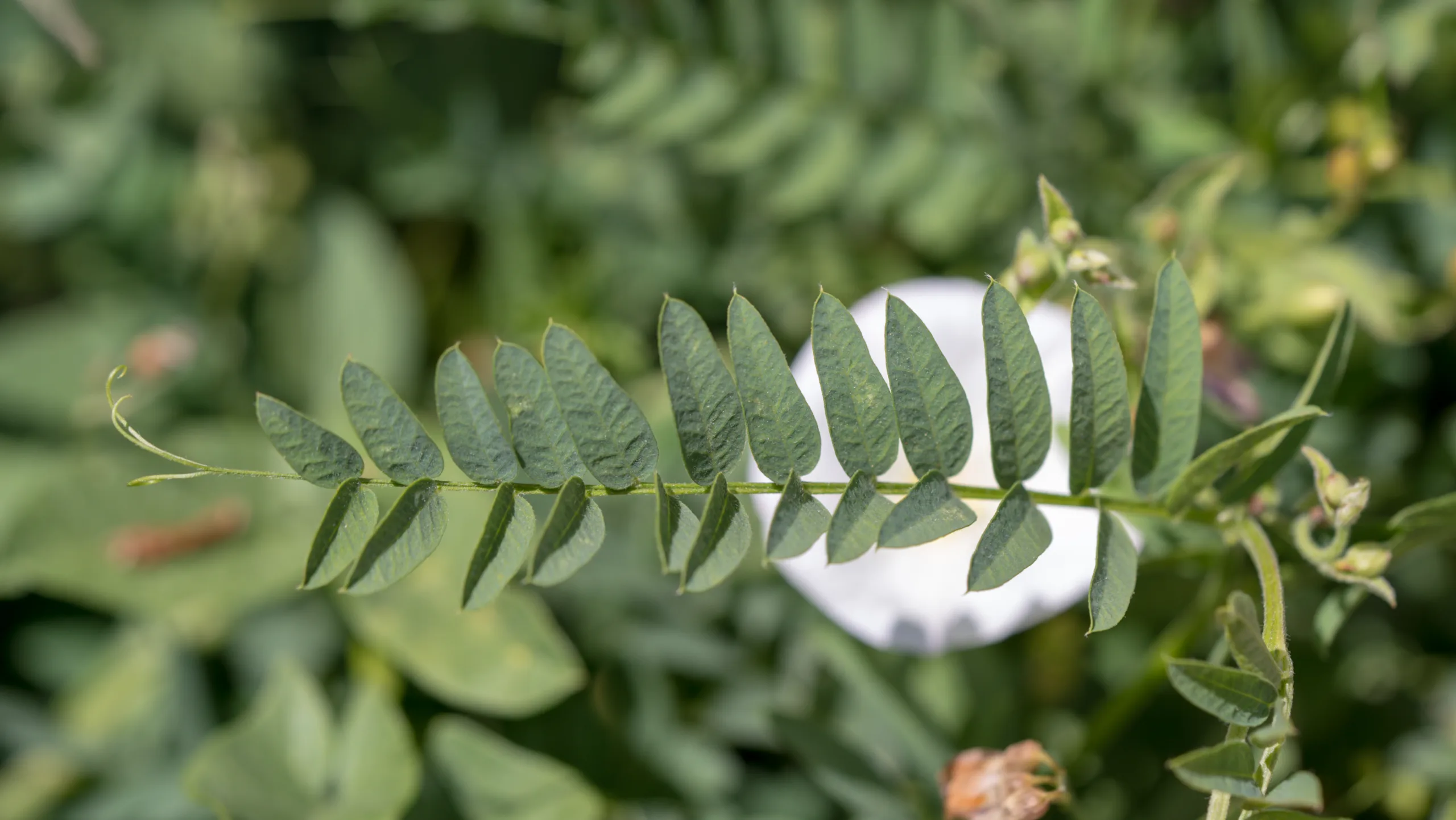 Vicia cassubica