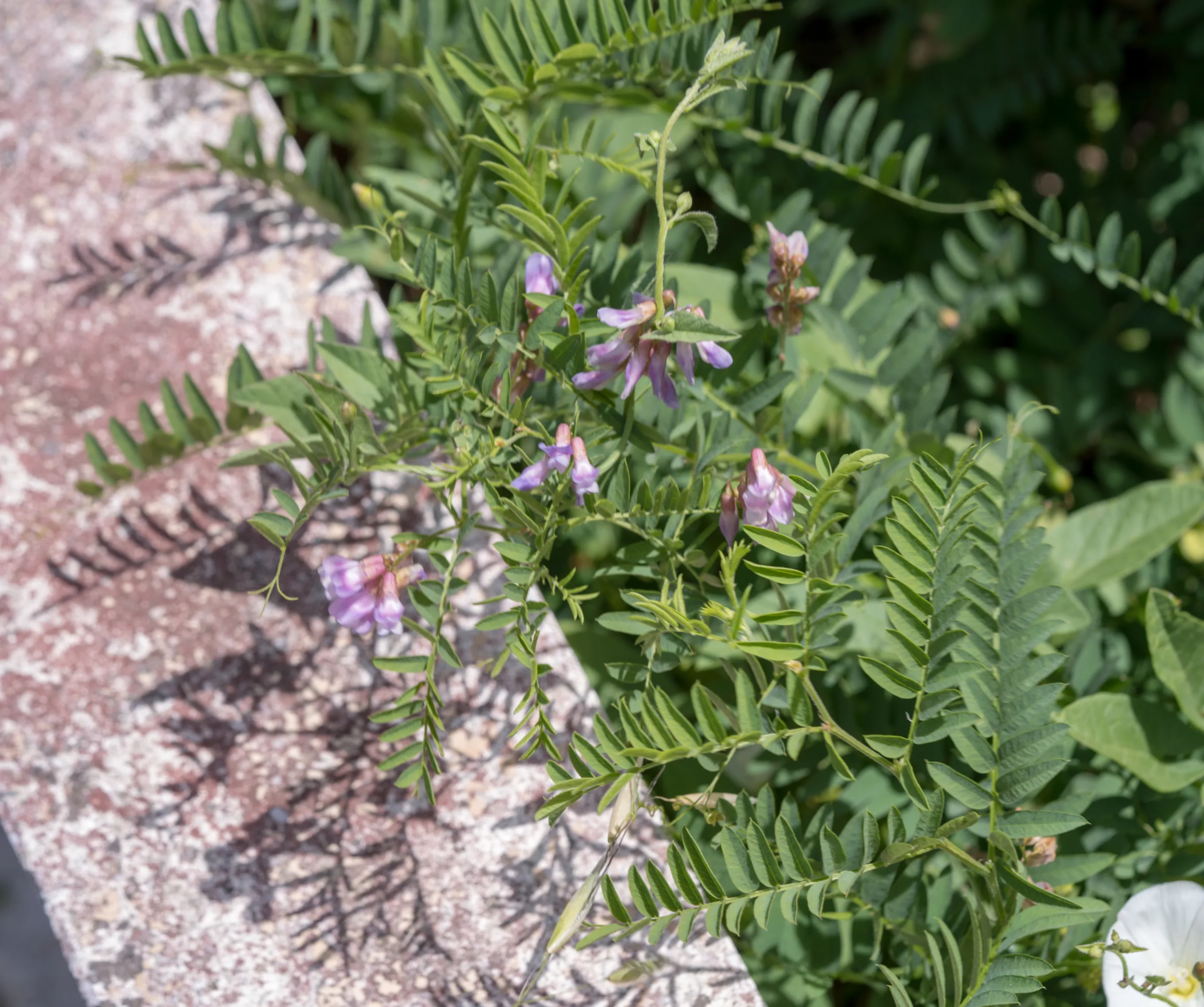 Vicia cassubica