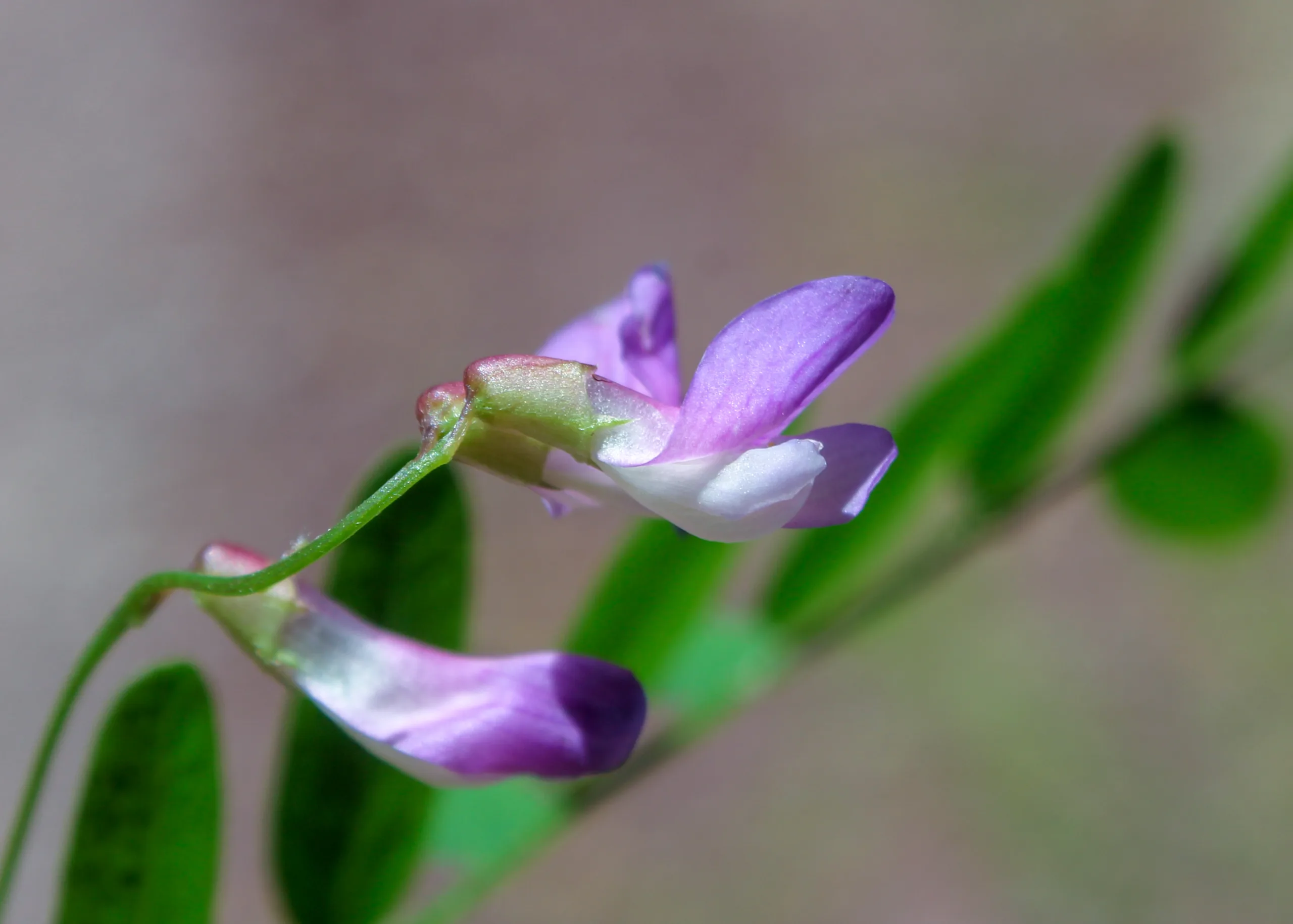 Vicia cassubica