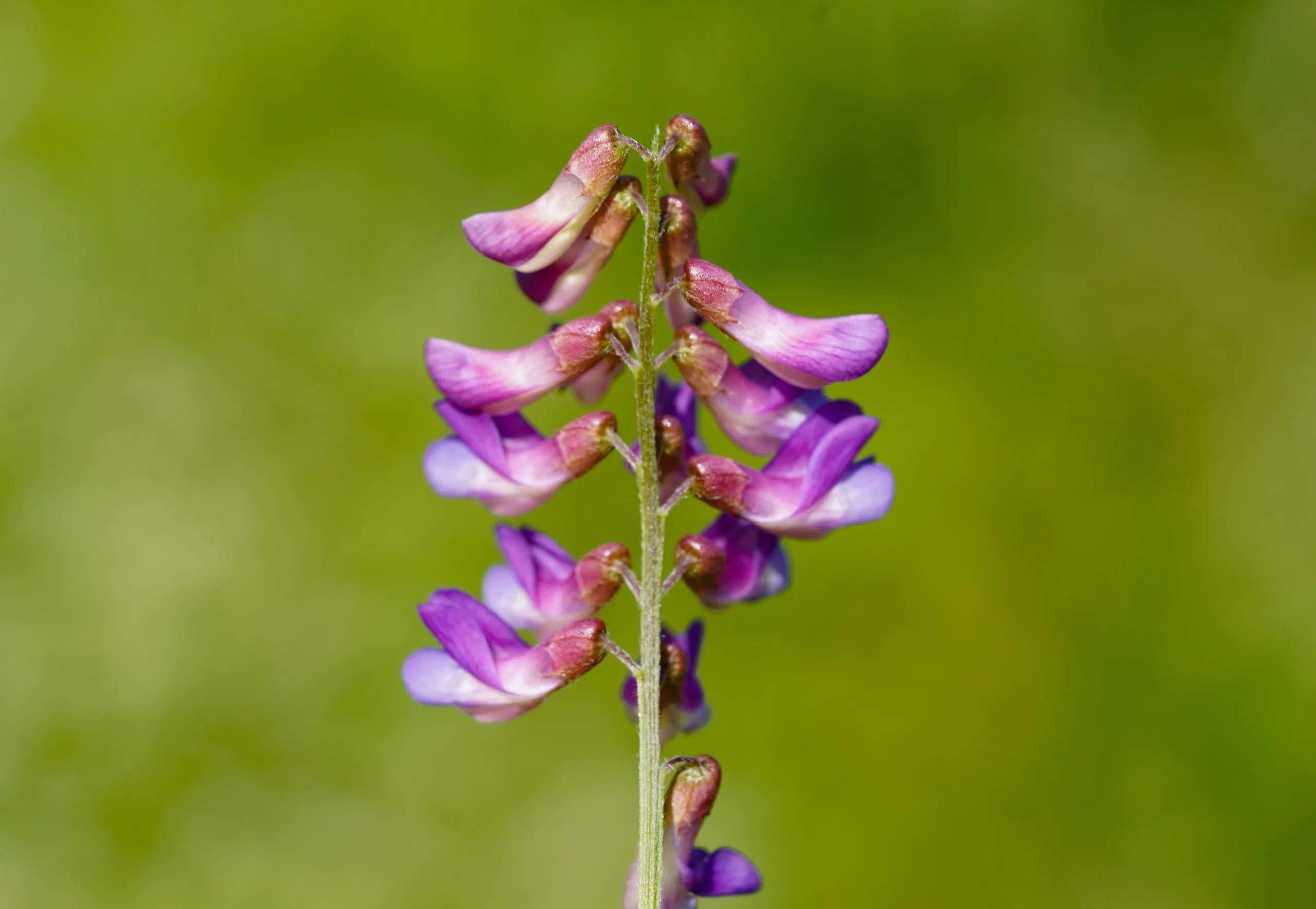 Vicia cassubica