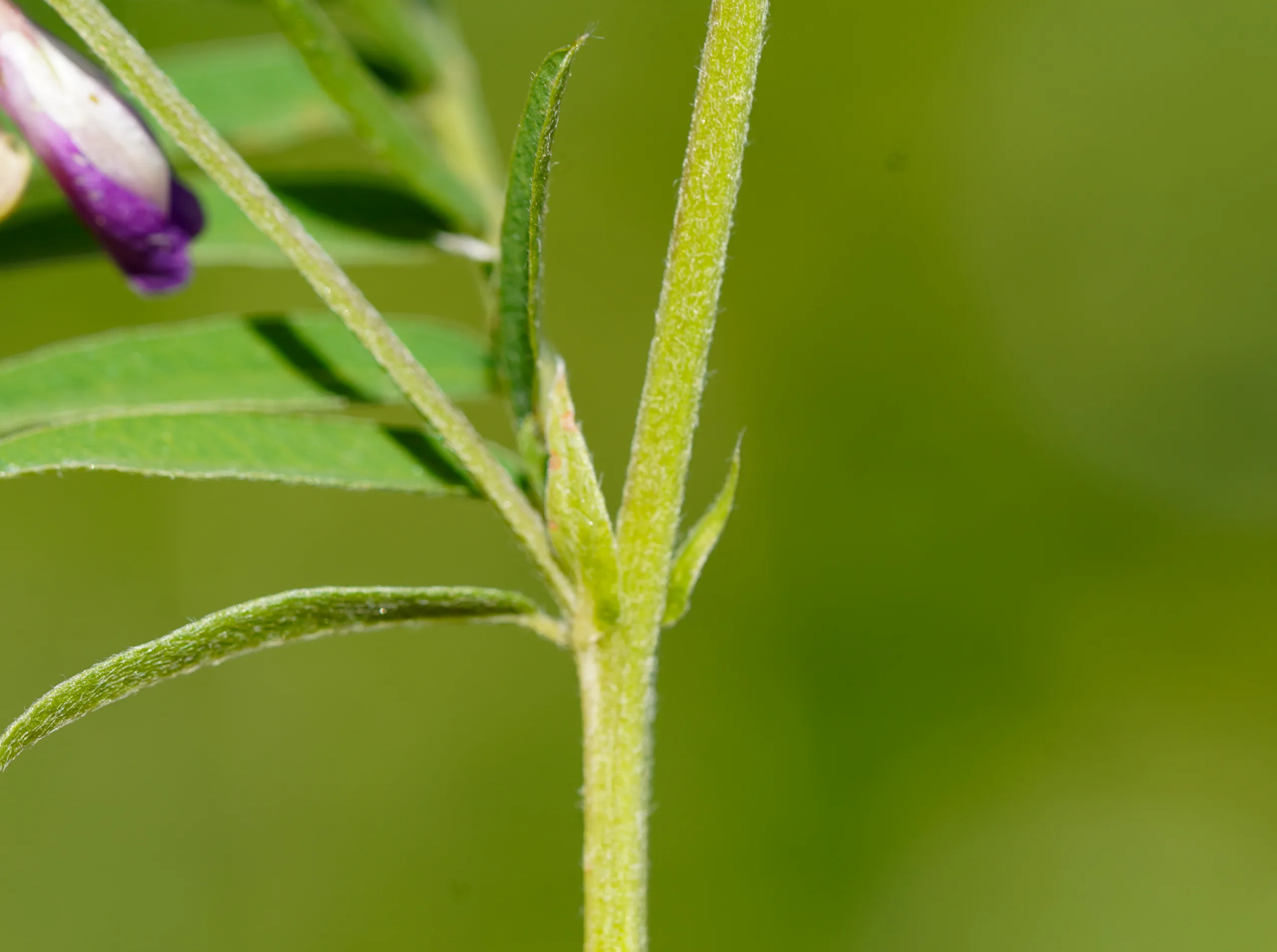 Vicia cassubica