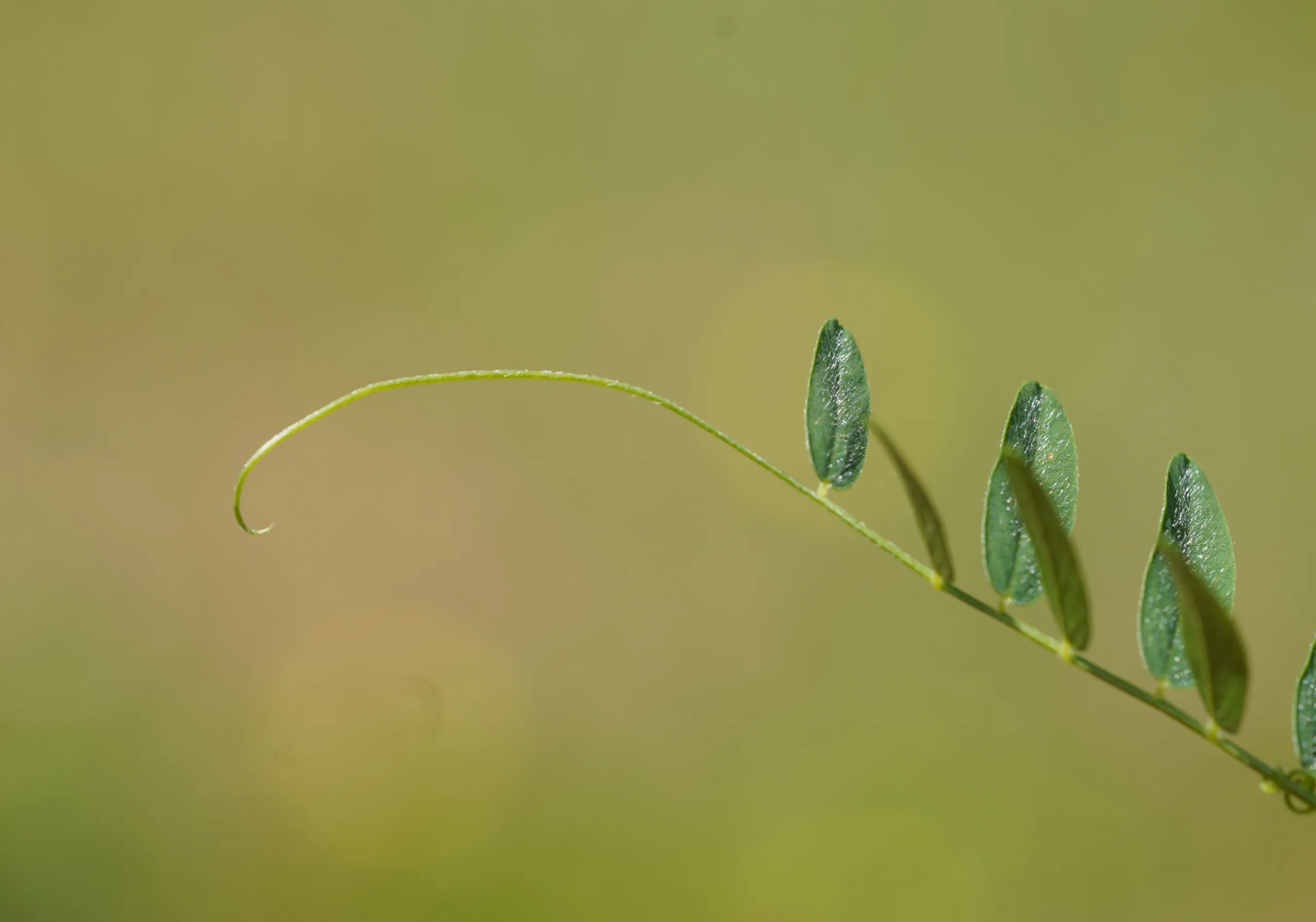 Vicia cassubica