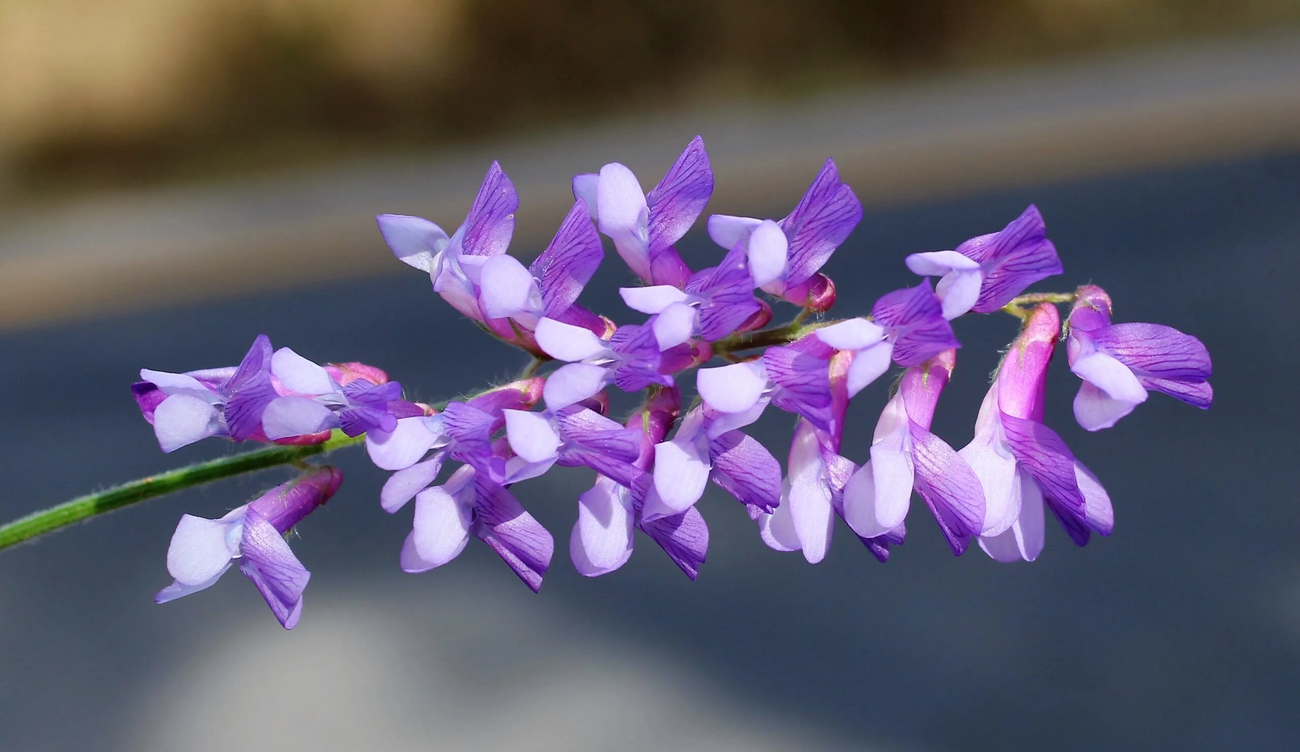 Vicia eriocarpa