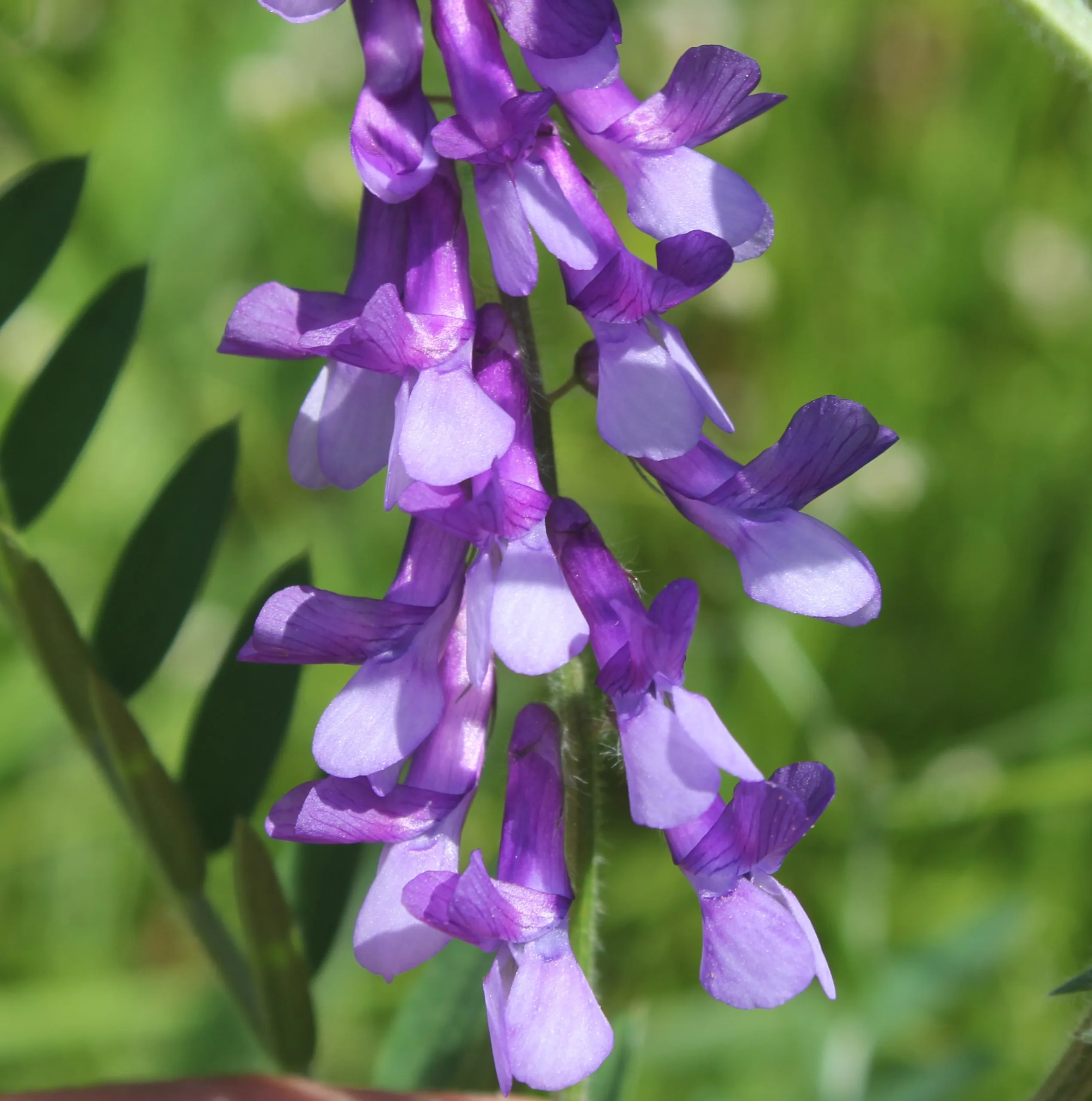 Vicia eriocarpa