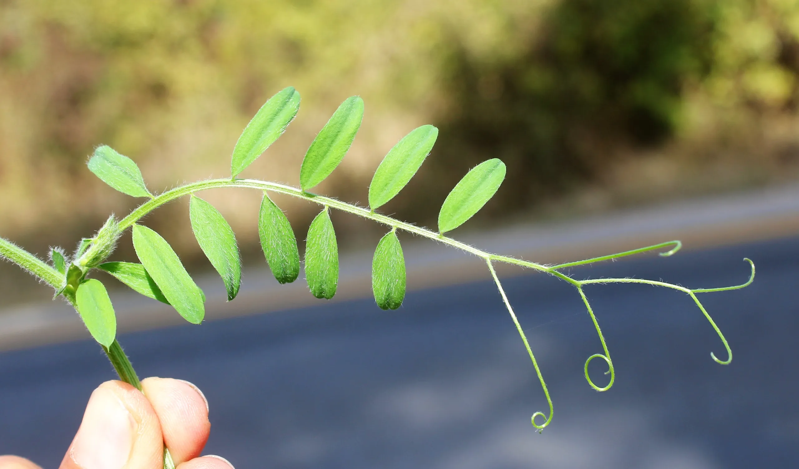 Vicia eriocarpa