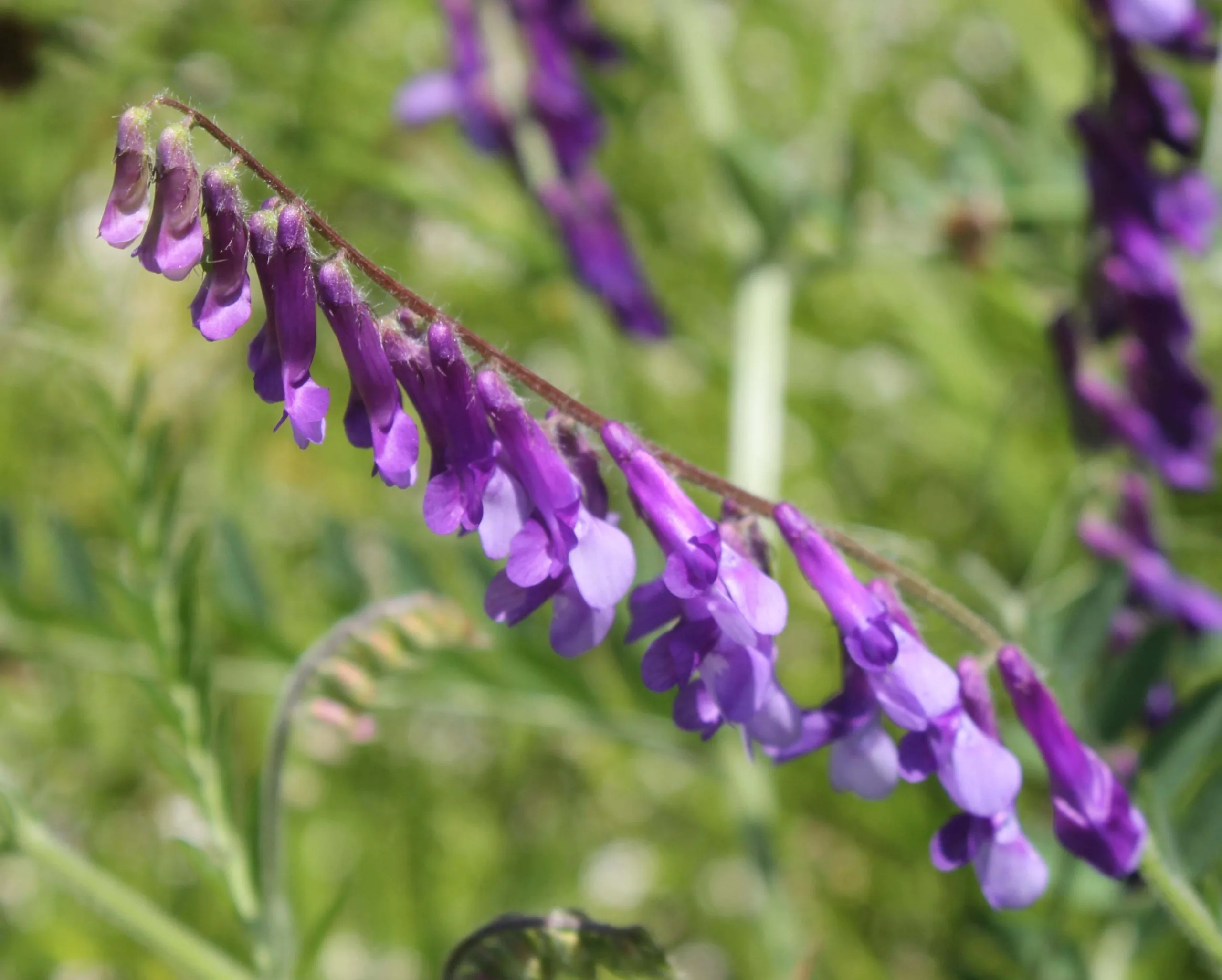 Vicia eriocarpa