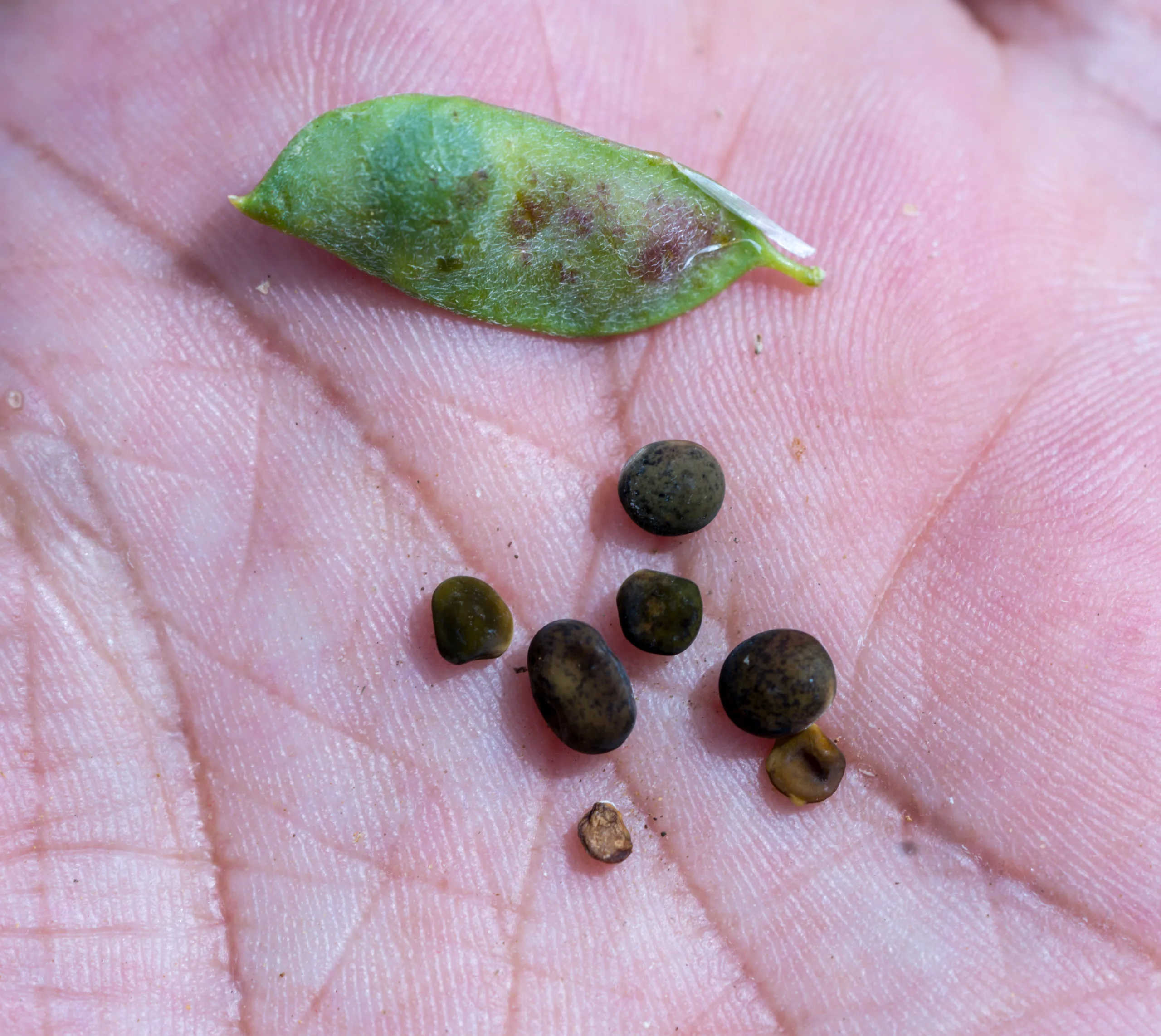 Vicia eriocarpa