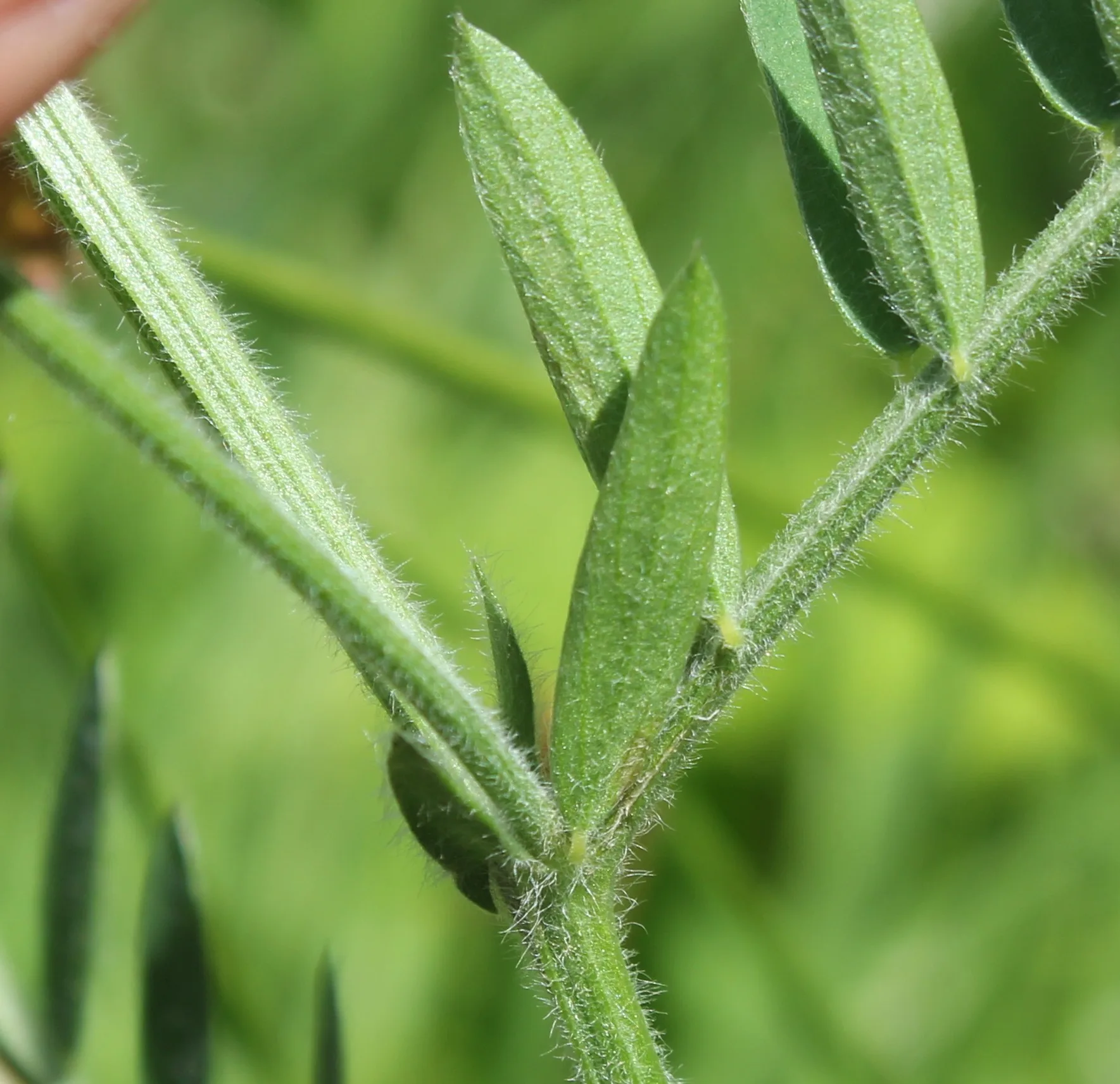 Vicia eriocarpa