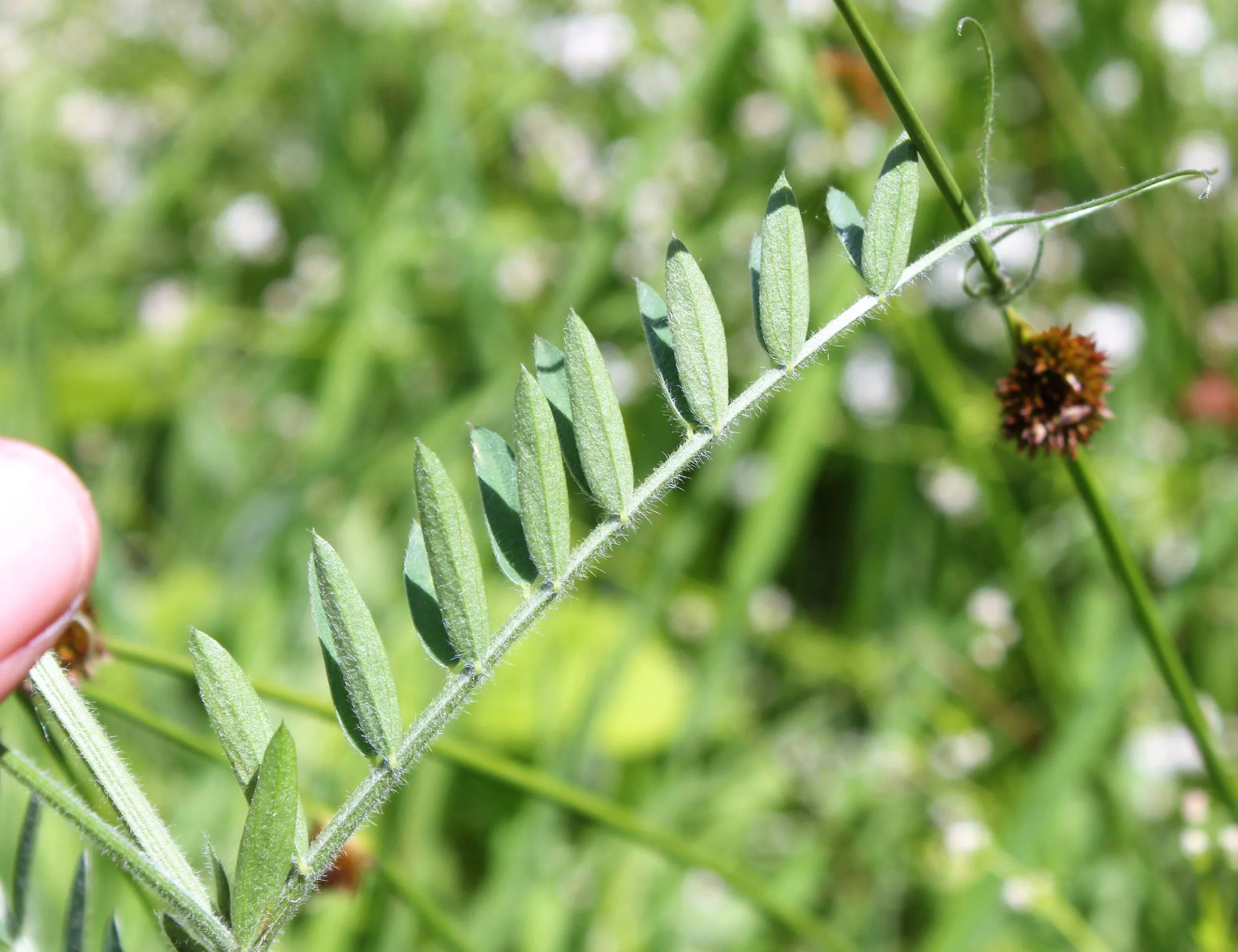 Vicia eriocarpa