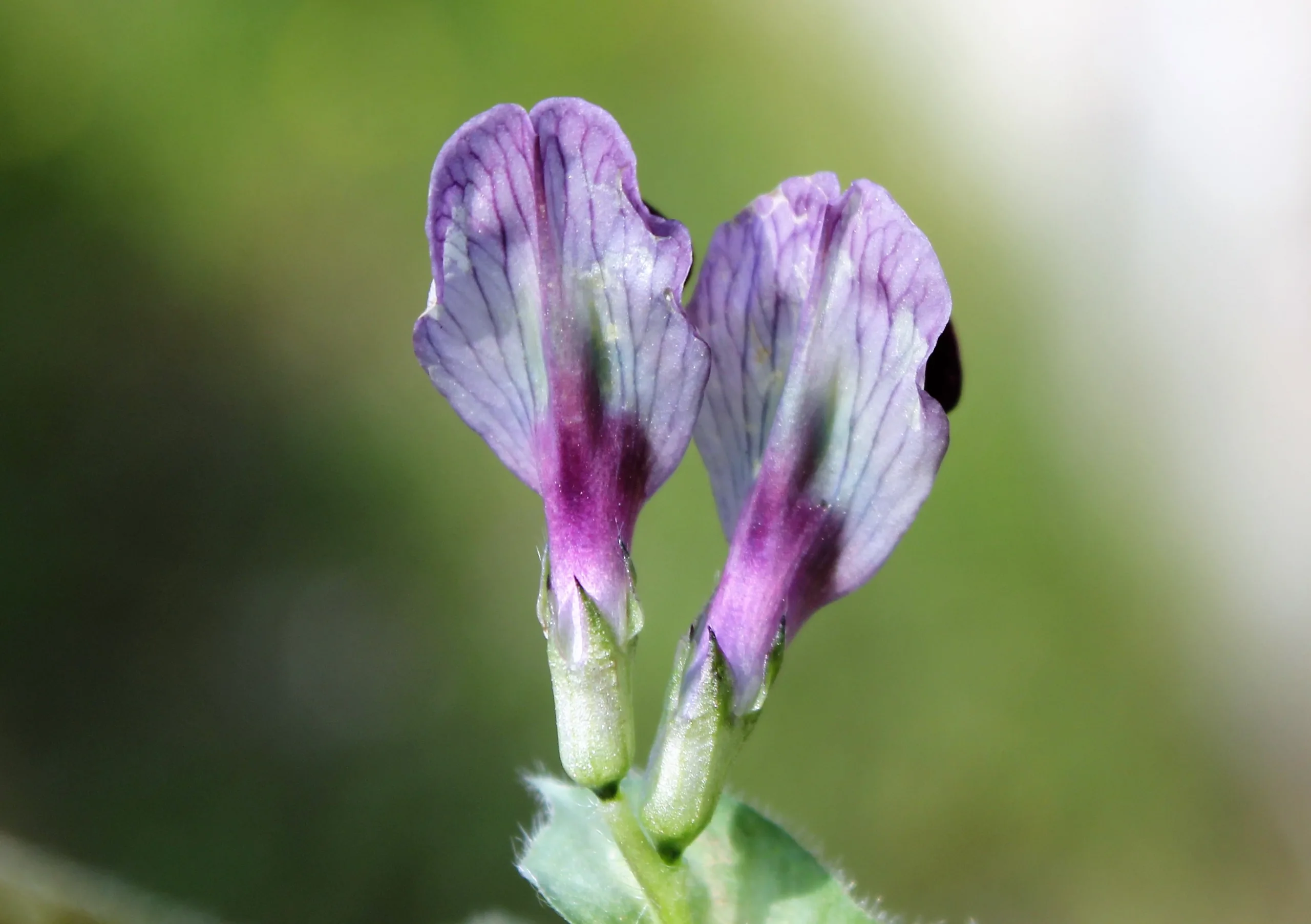 Vicia galilaea