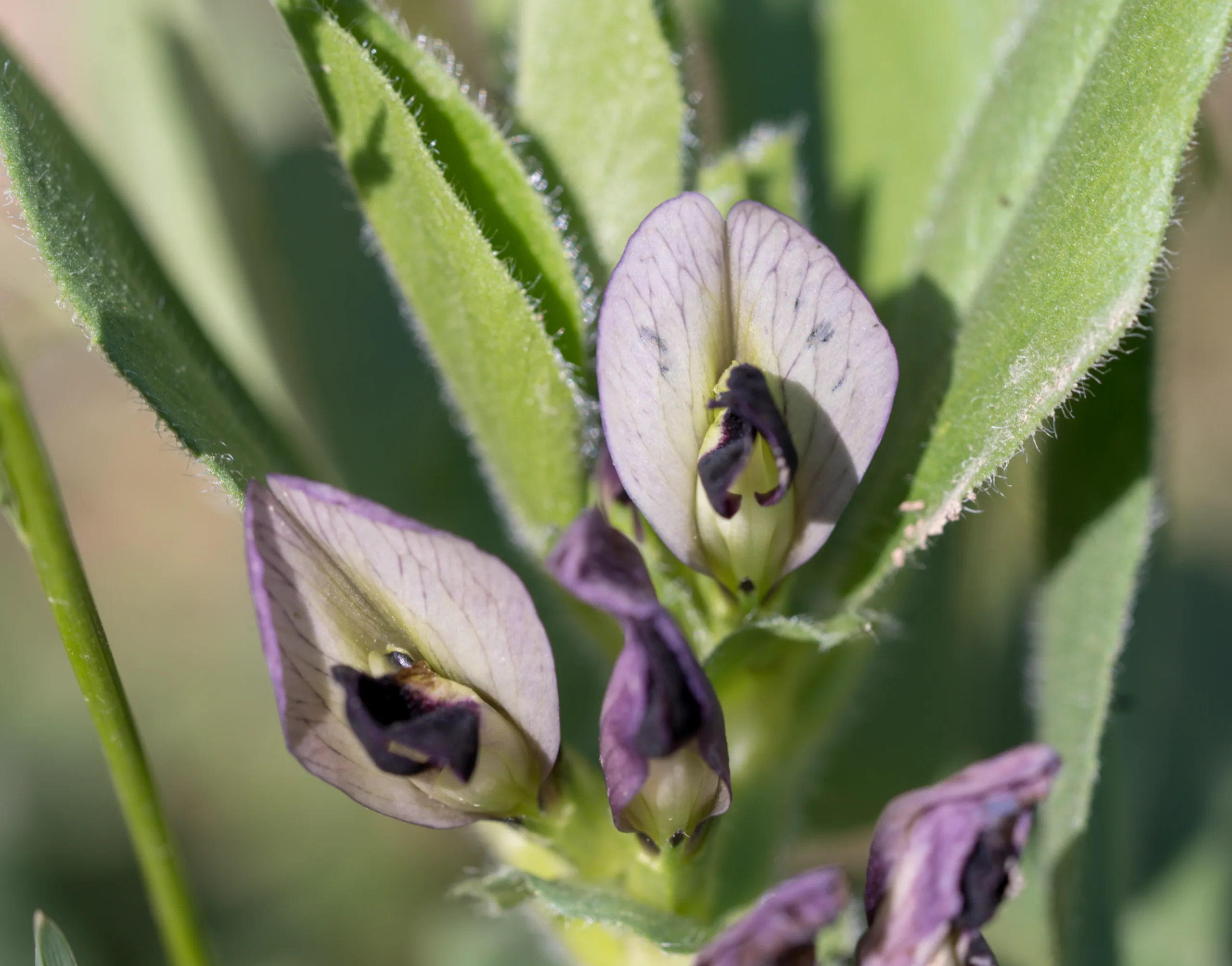 Vicia galilaea