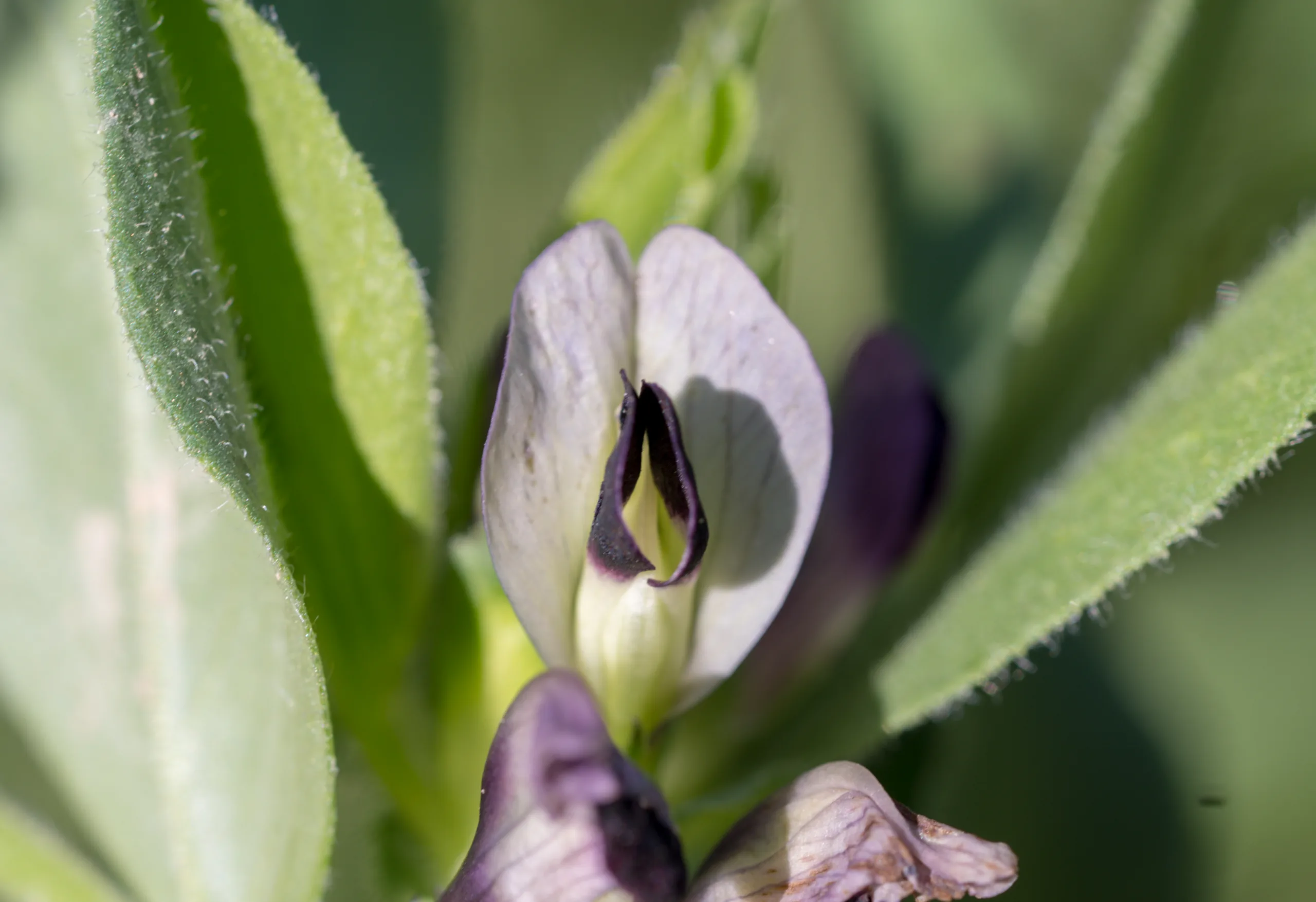 Vicia galilaea