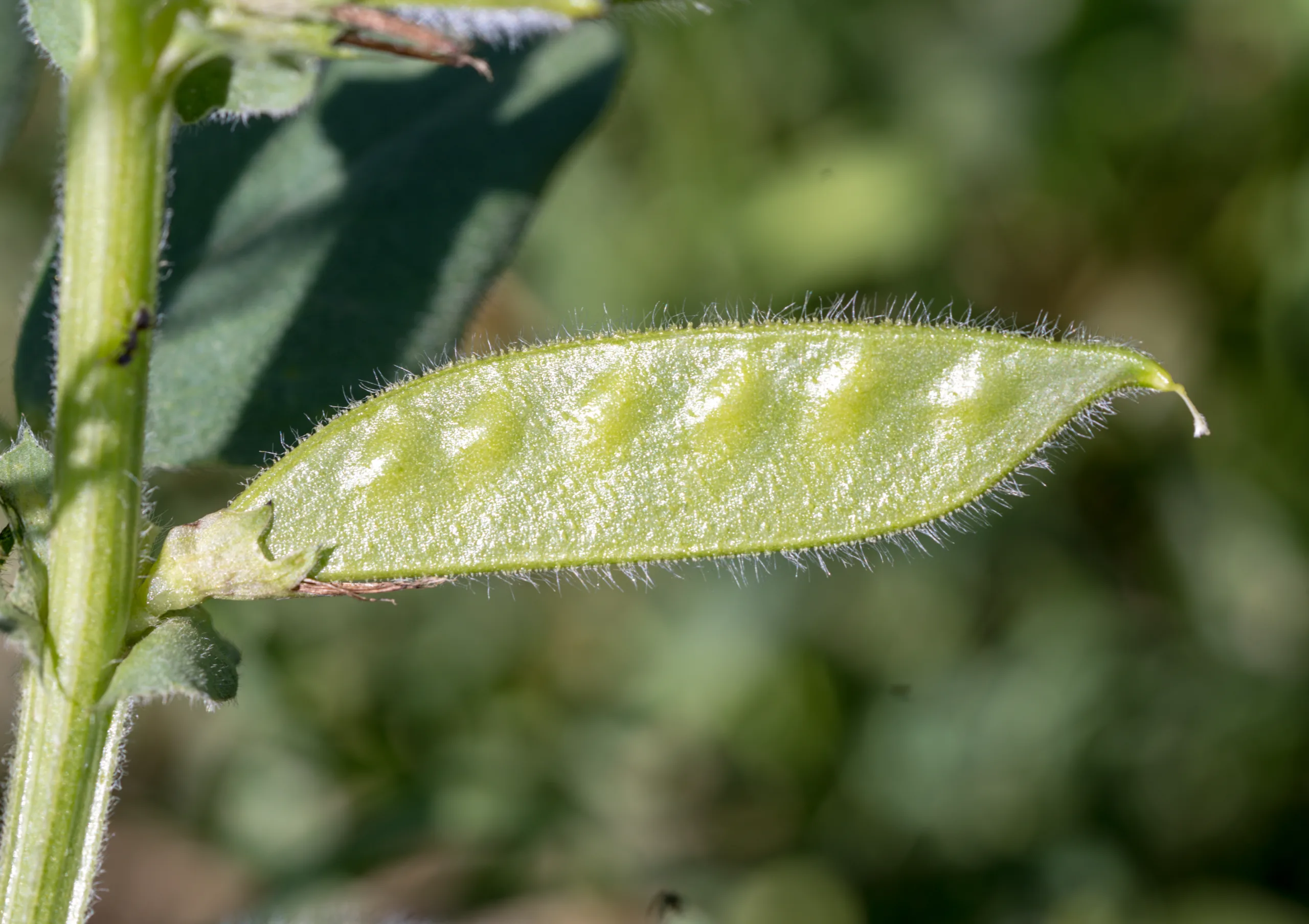 Vicia galilaea