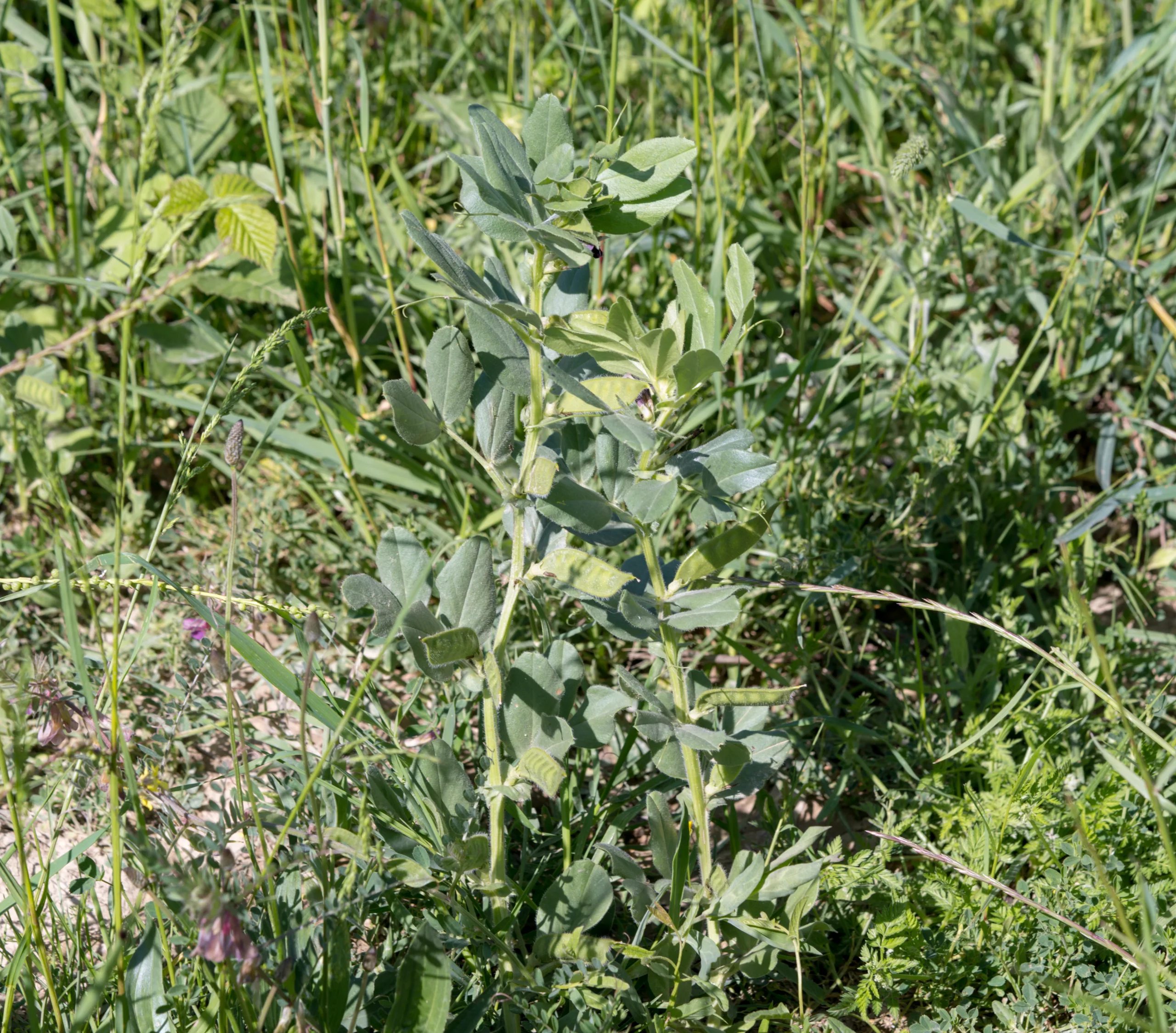 Vicia galilaea