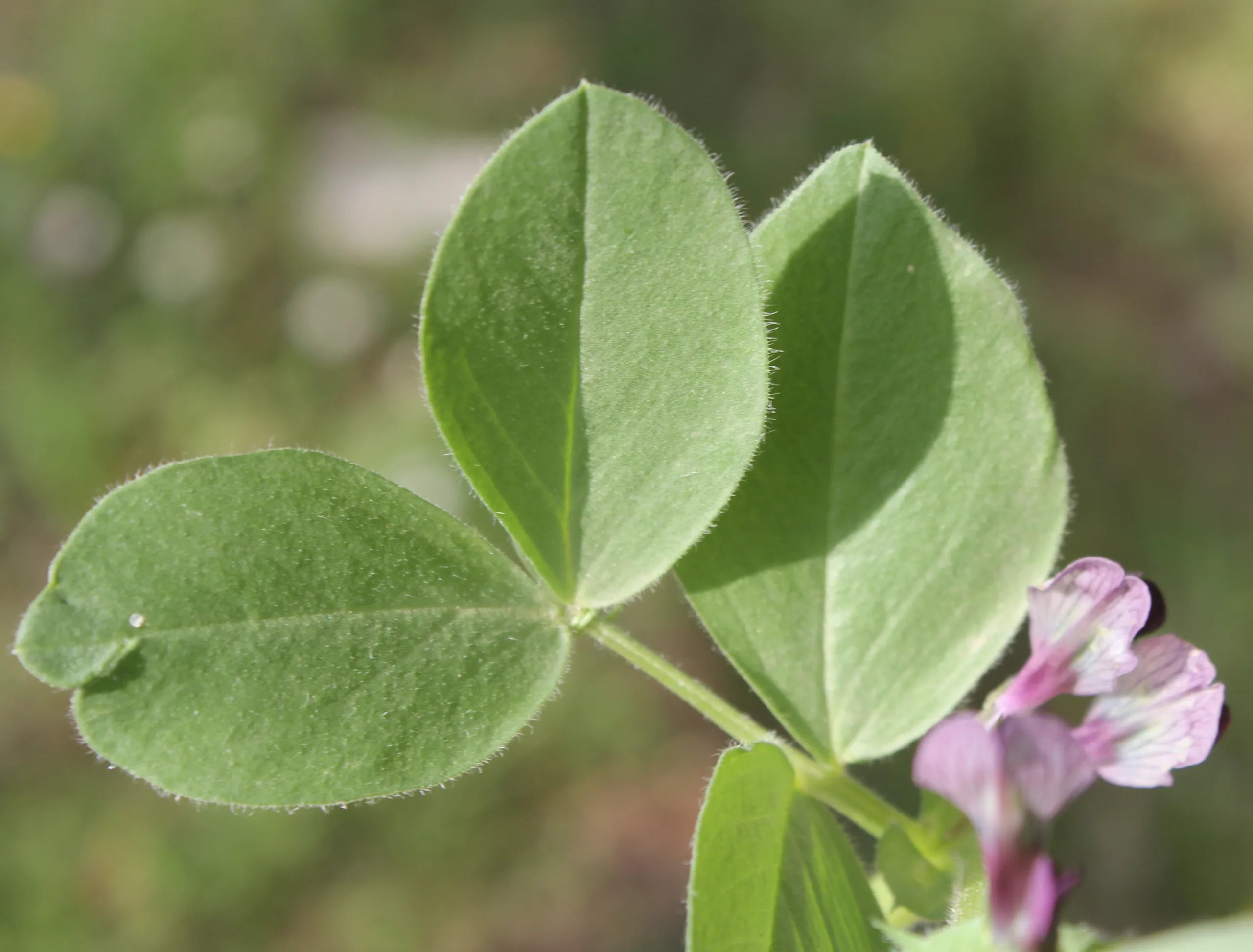 Vicia galilaea