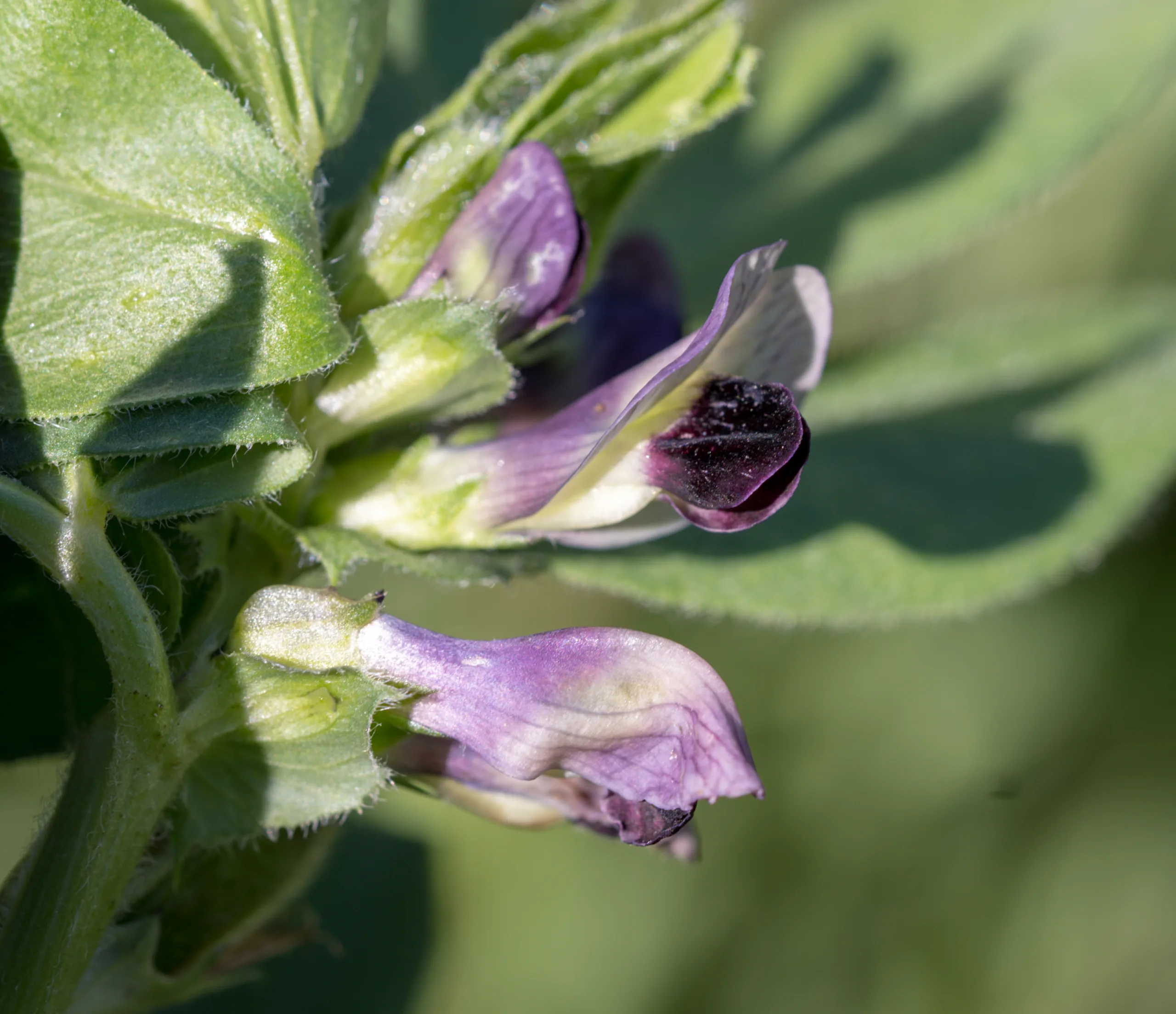 Vicia galilaea