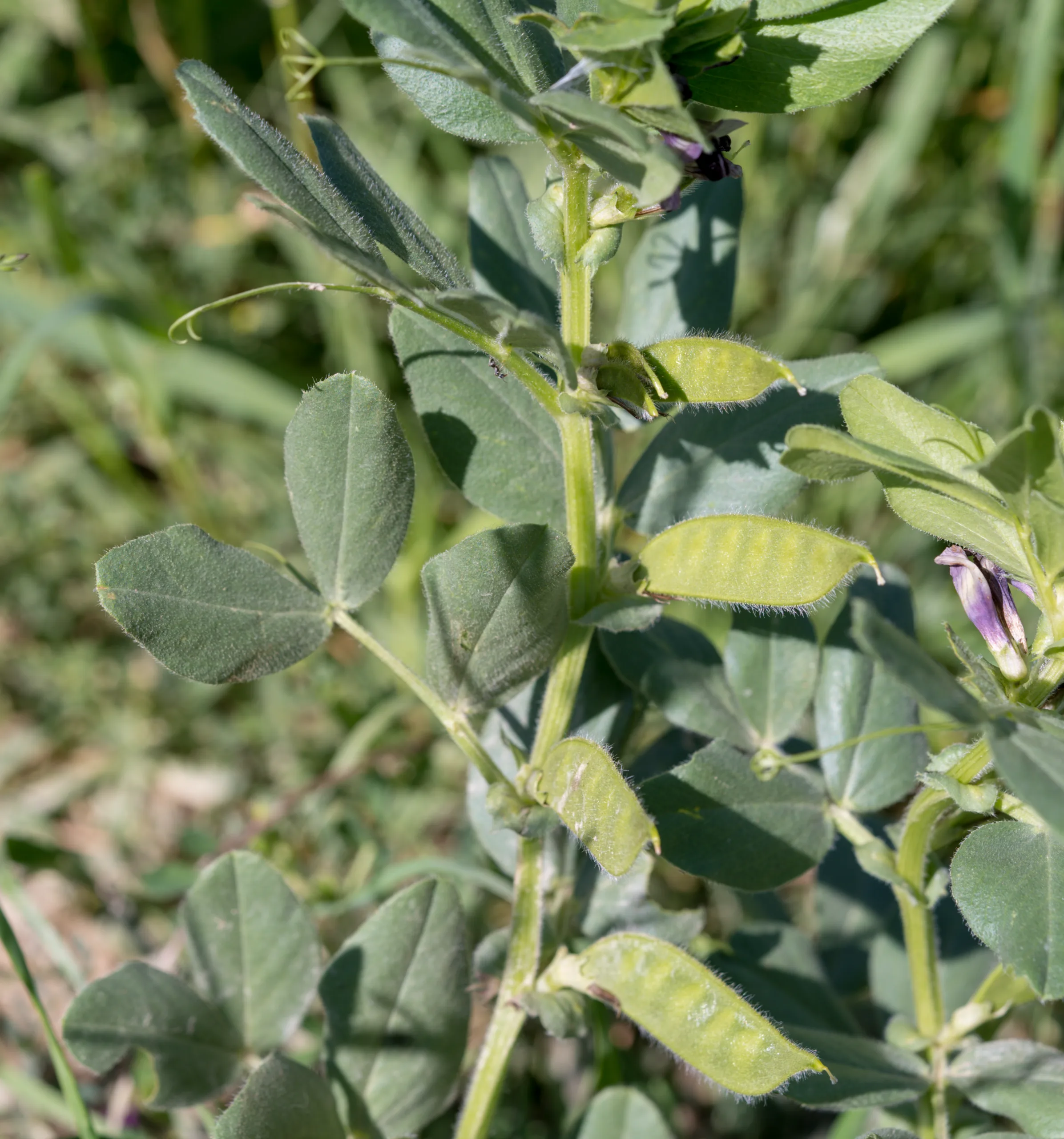 Vicia galilaea