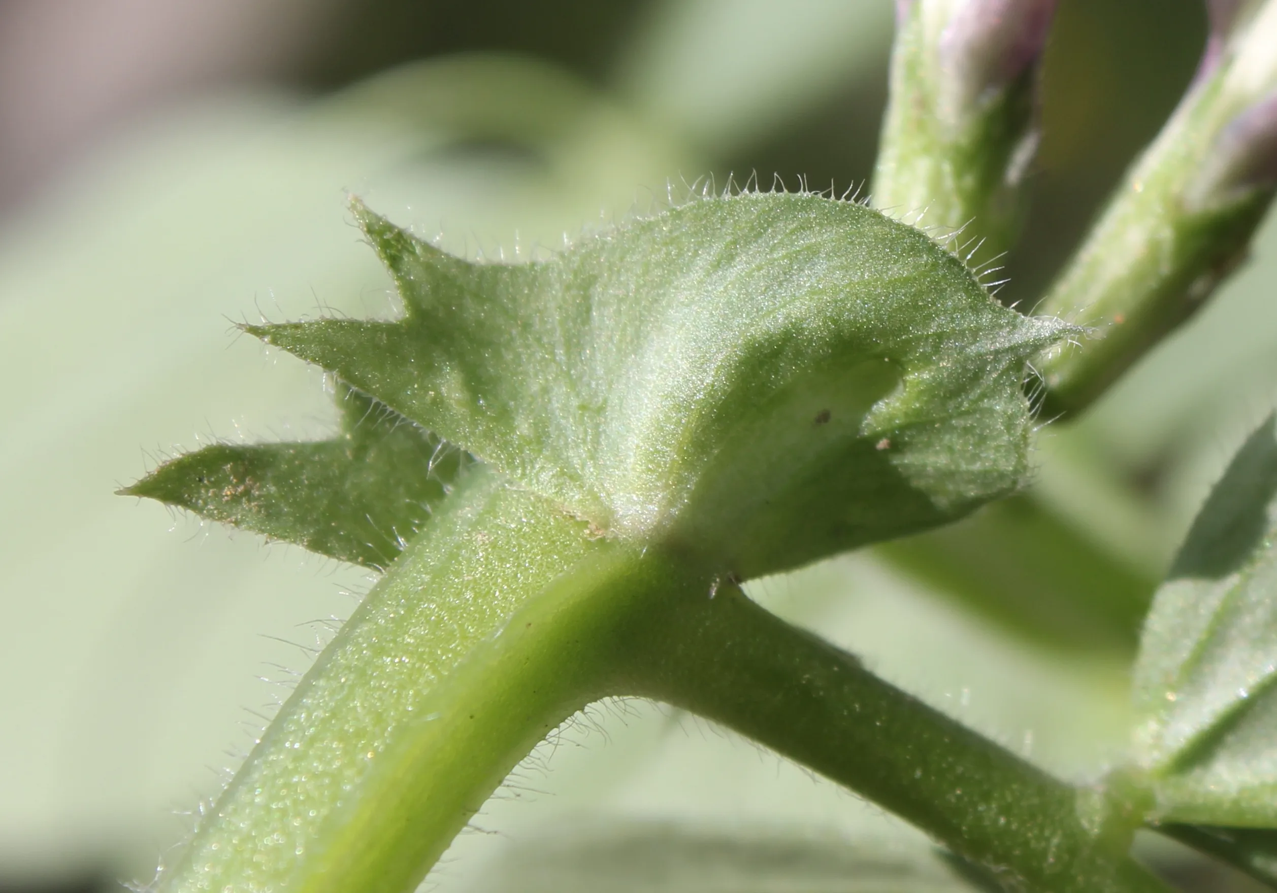 Vicia galilaea