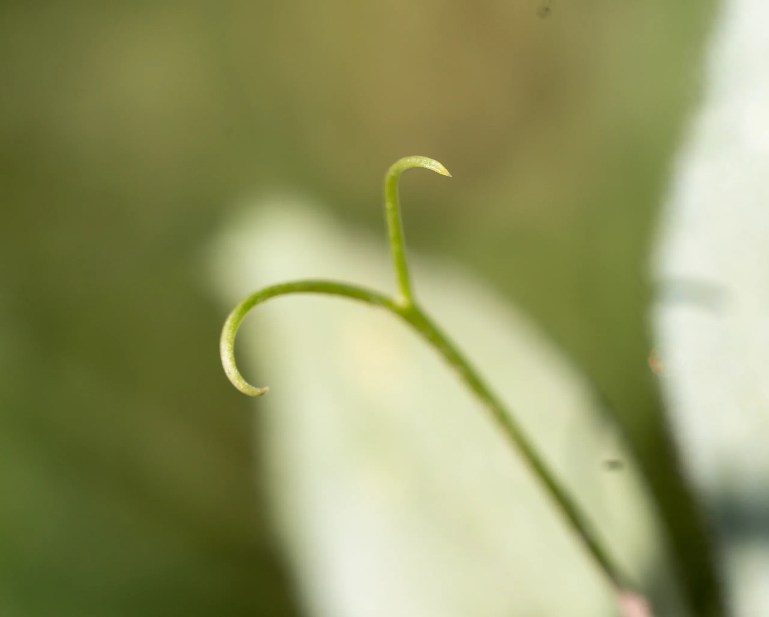 Vicia galilaea