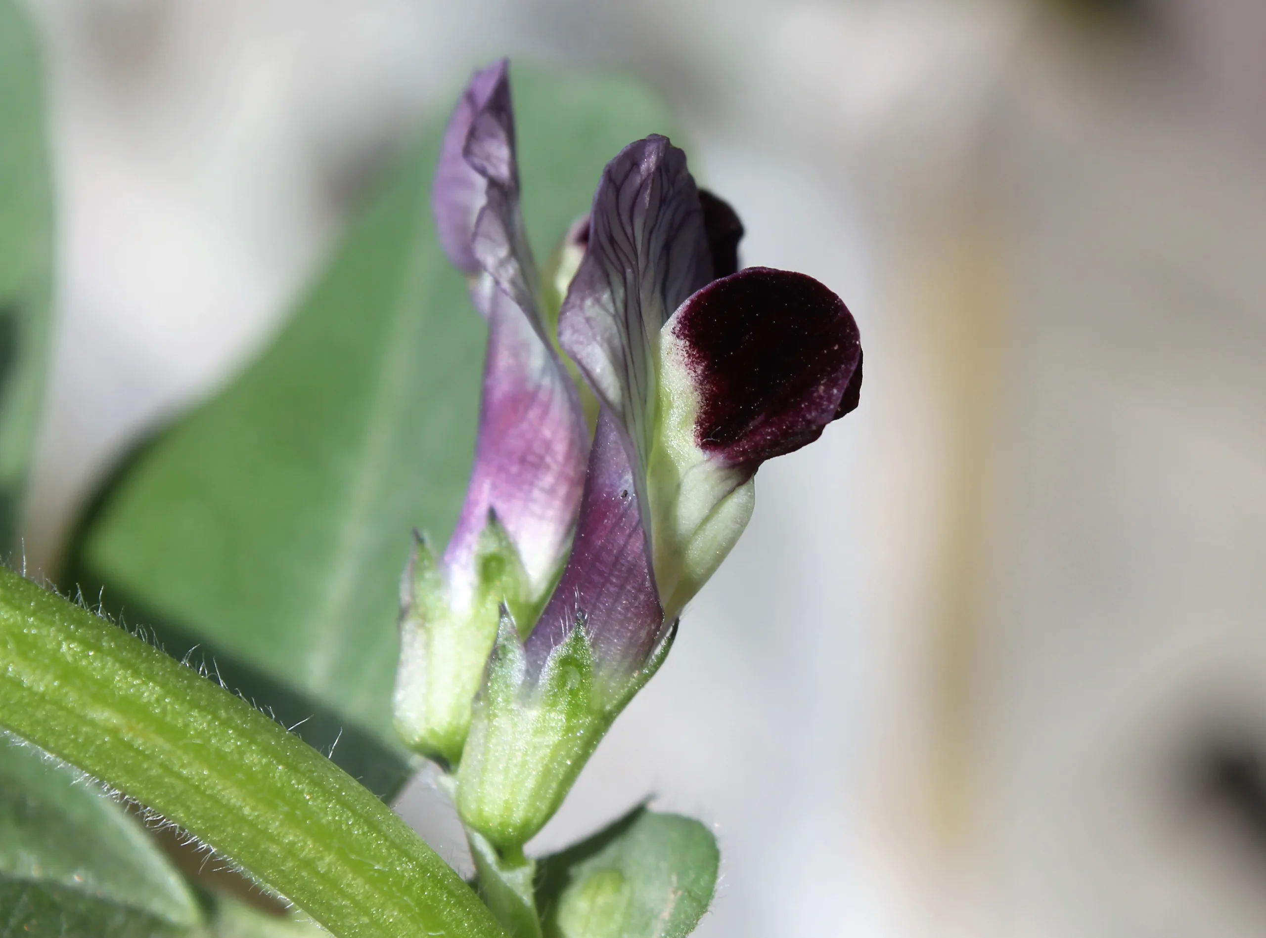 Vicia galilaea