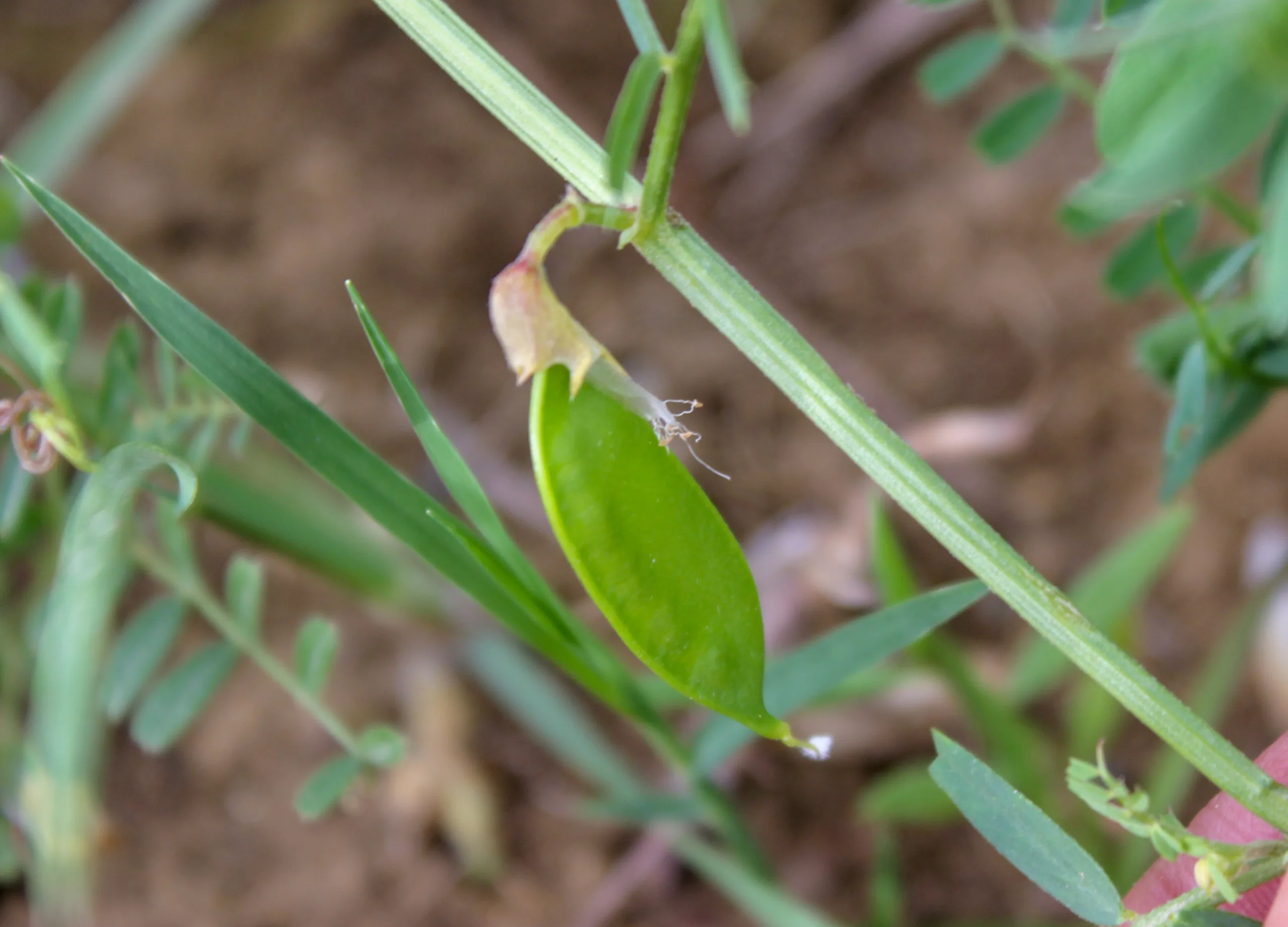Vicia grandiflora