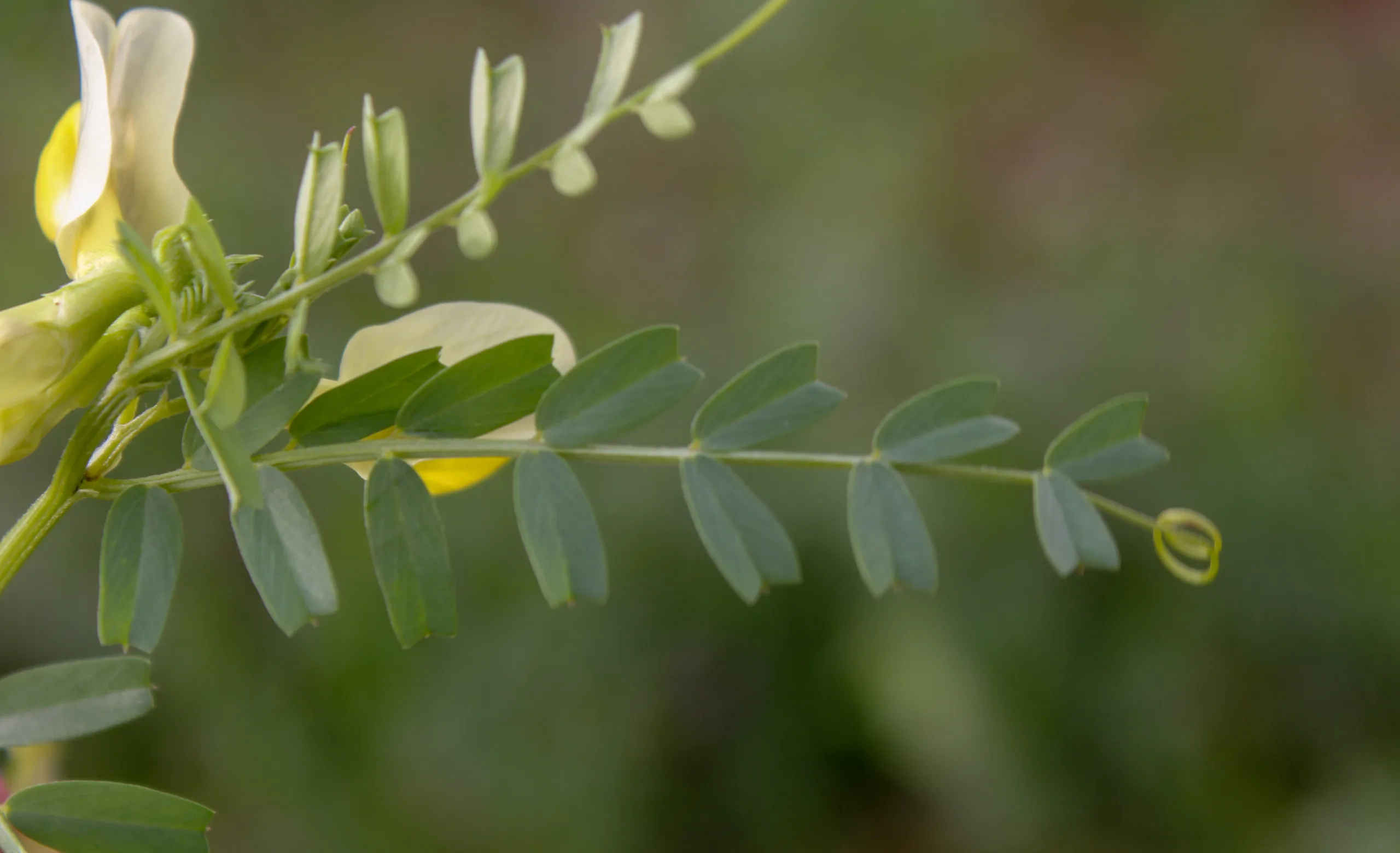 Vicia grandiflora