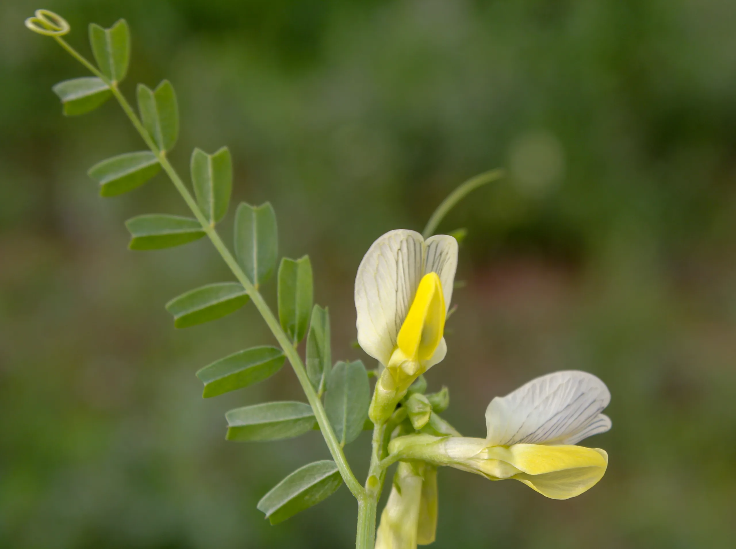 Vicia grandiflora
