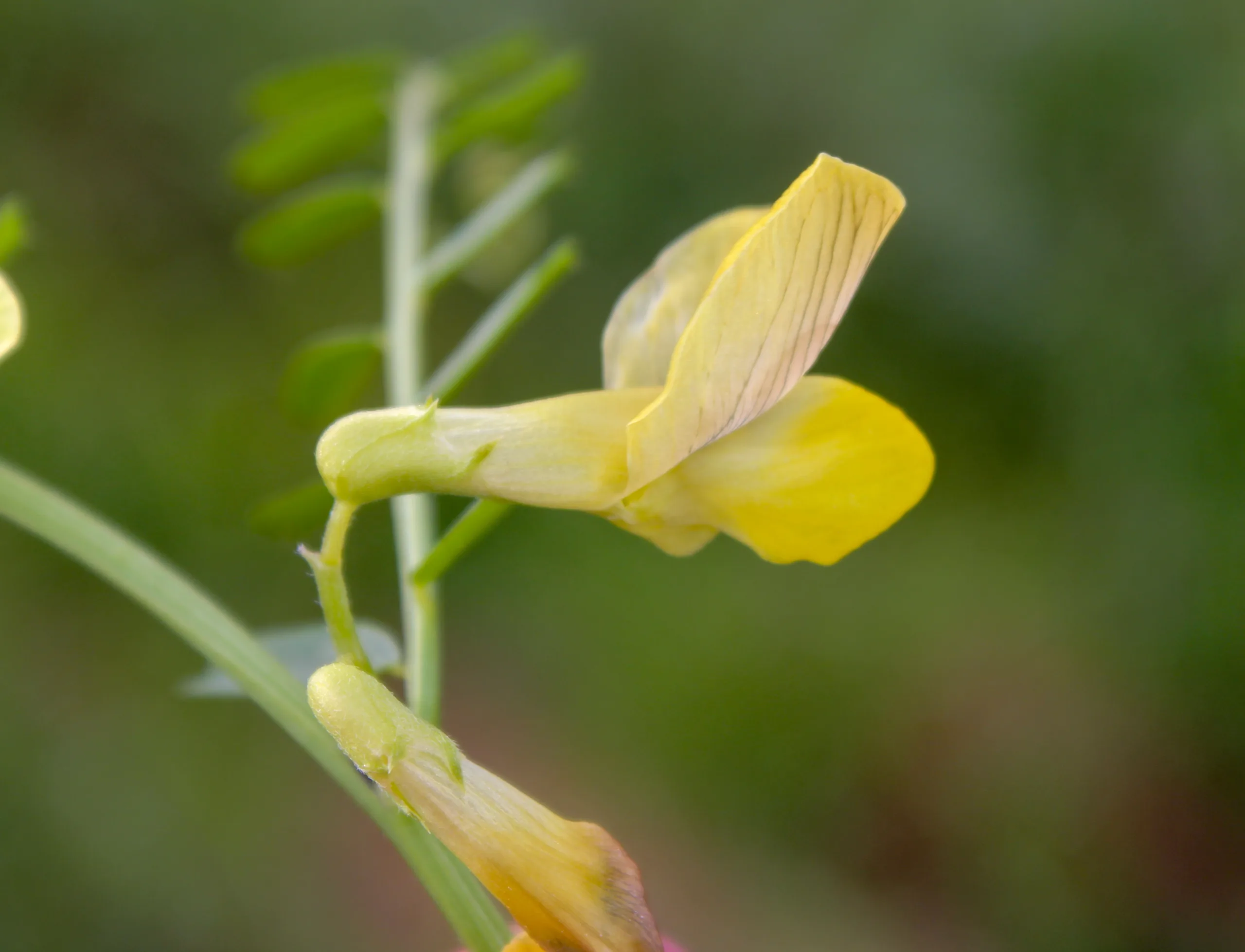 Vicia grandiflora