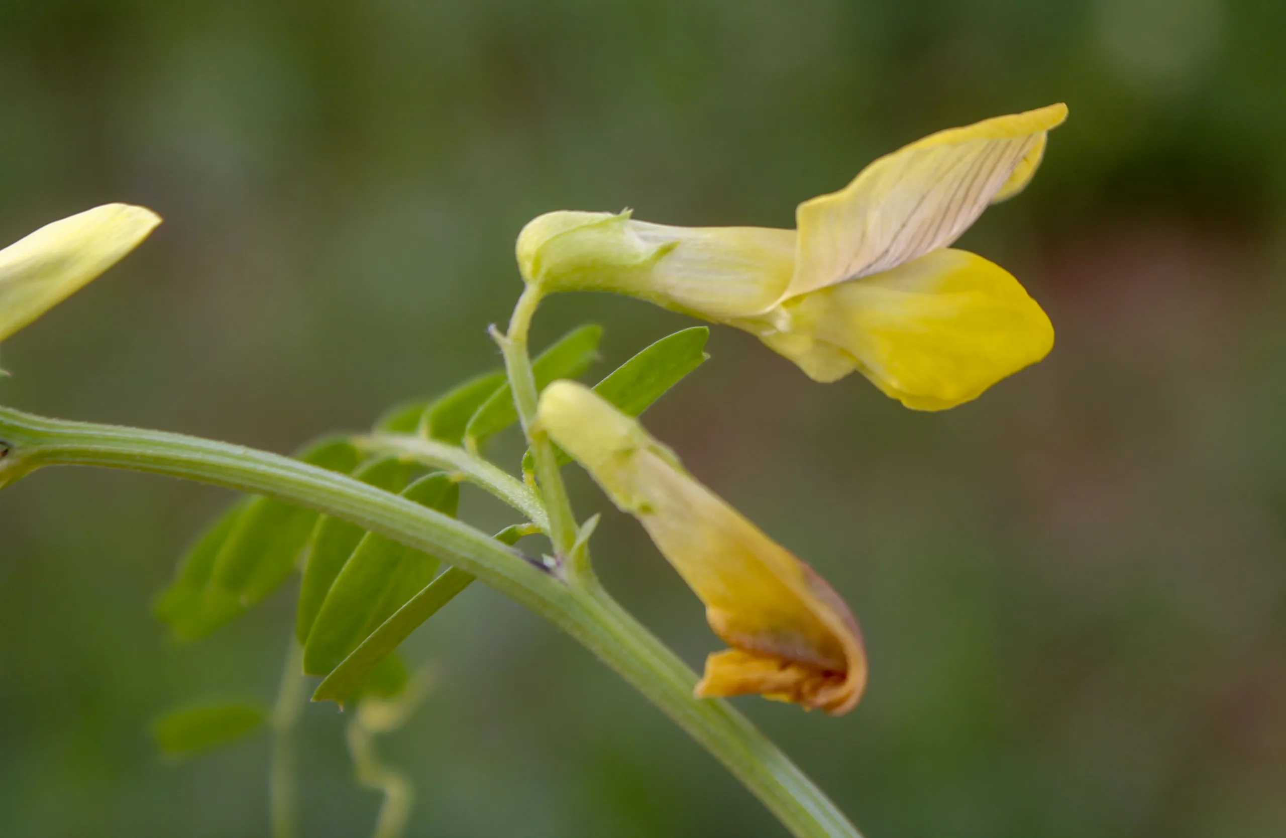 Vicia grandiflora